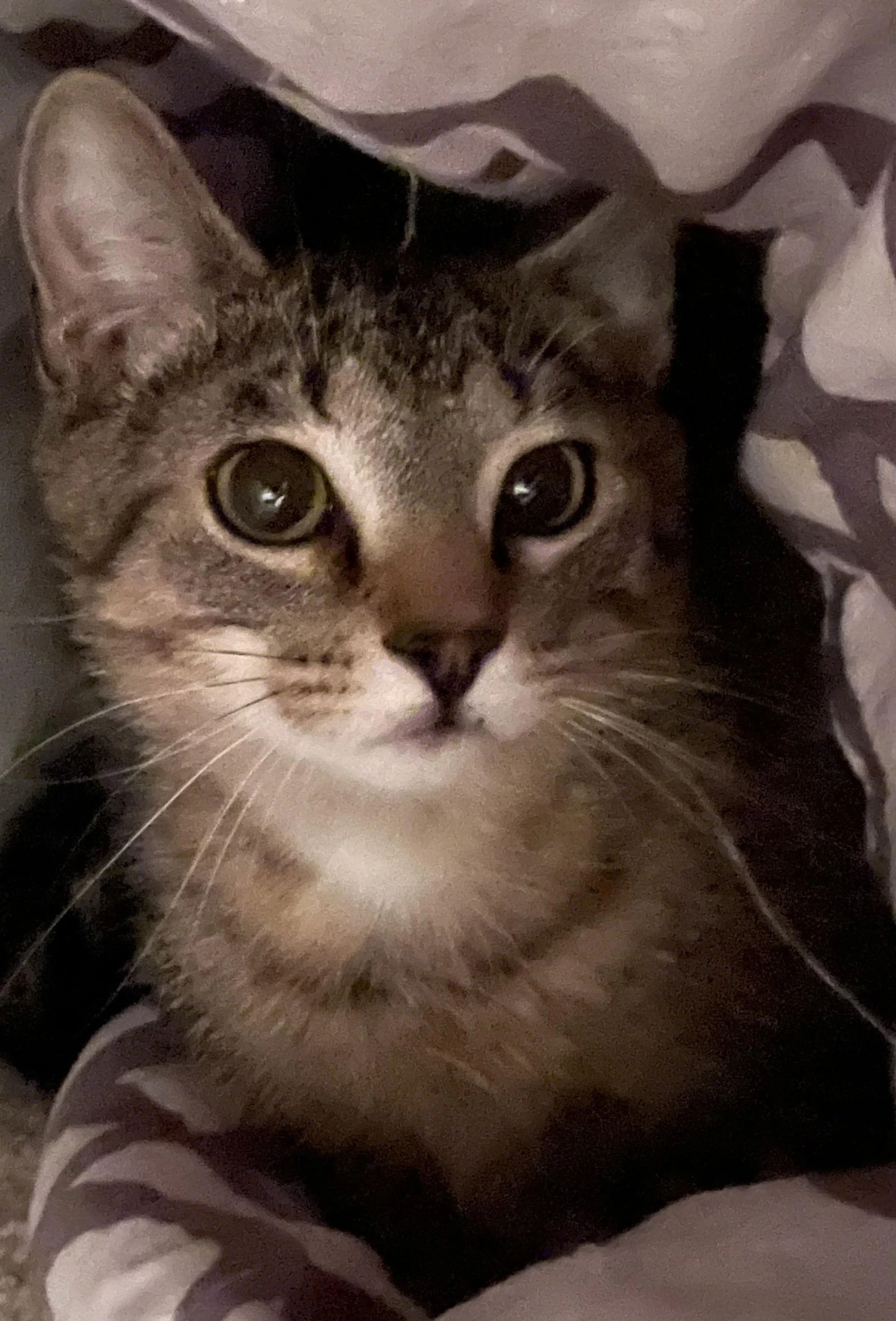 Found pet-1