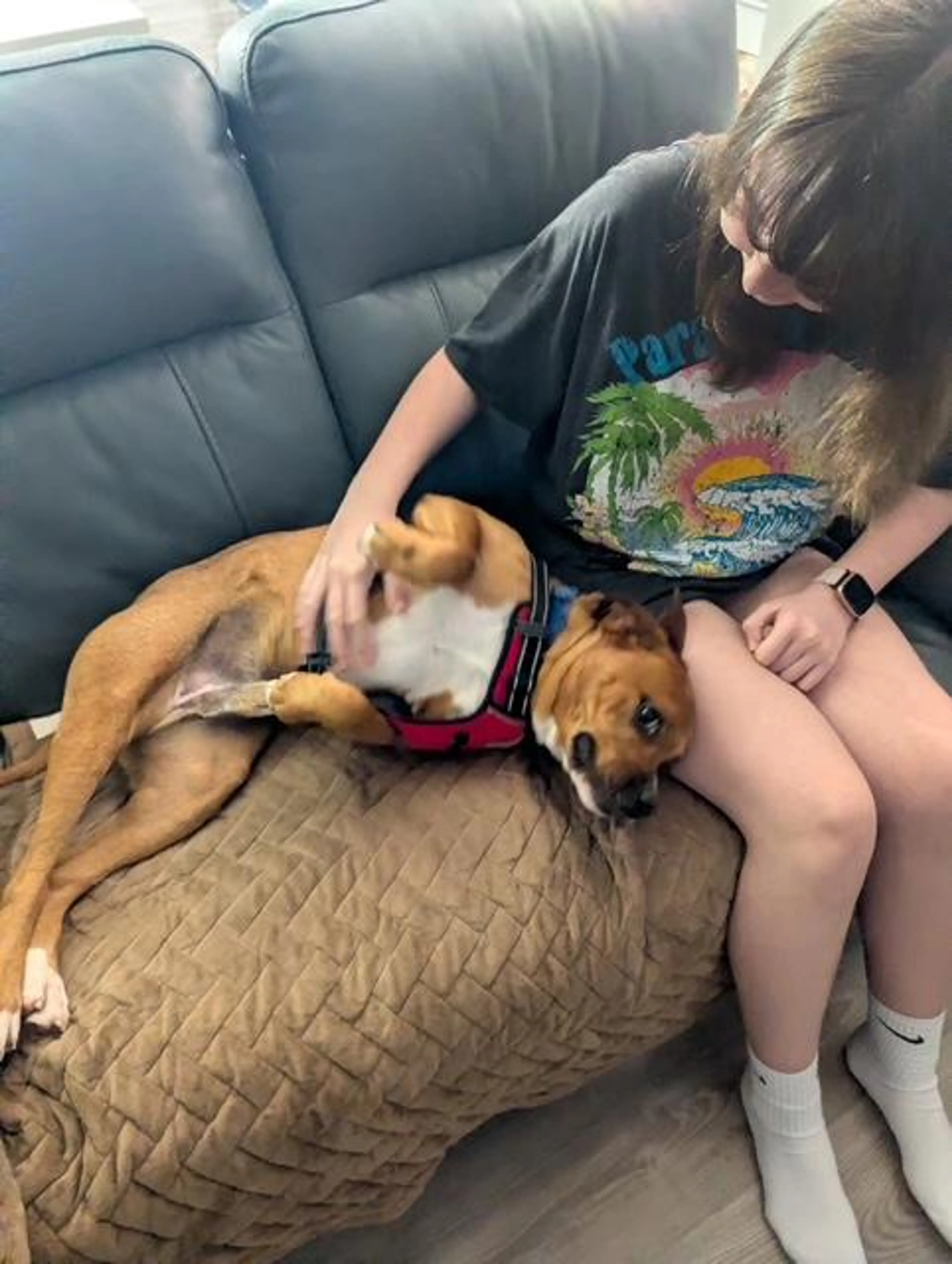 Found pet-3