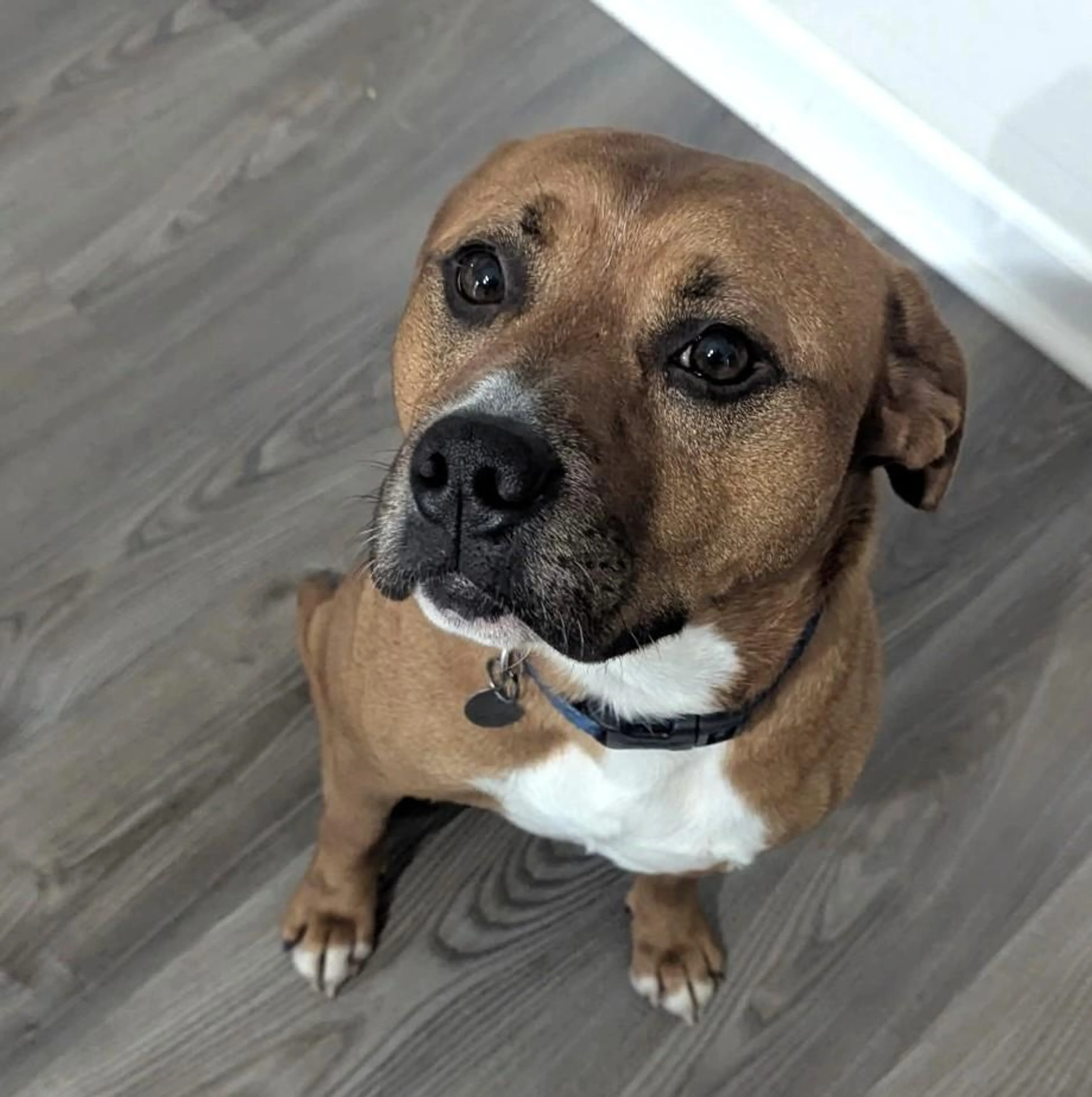 Found pet-1