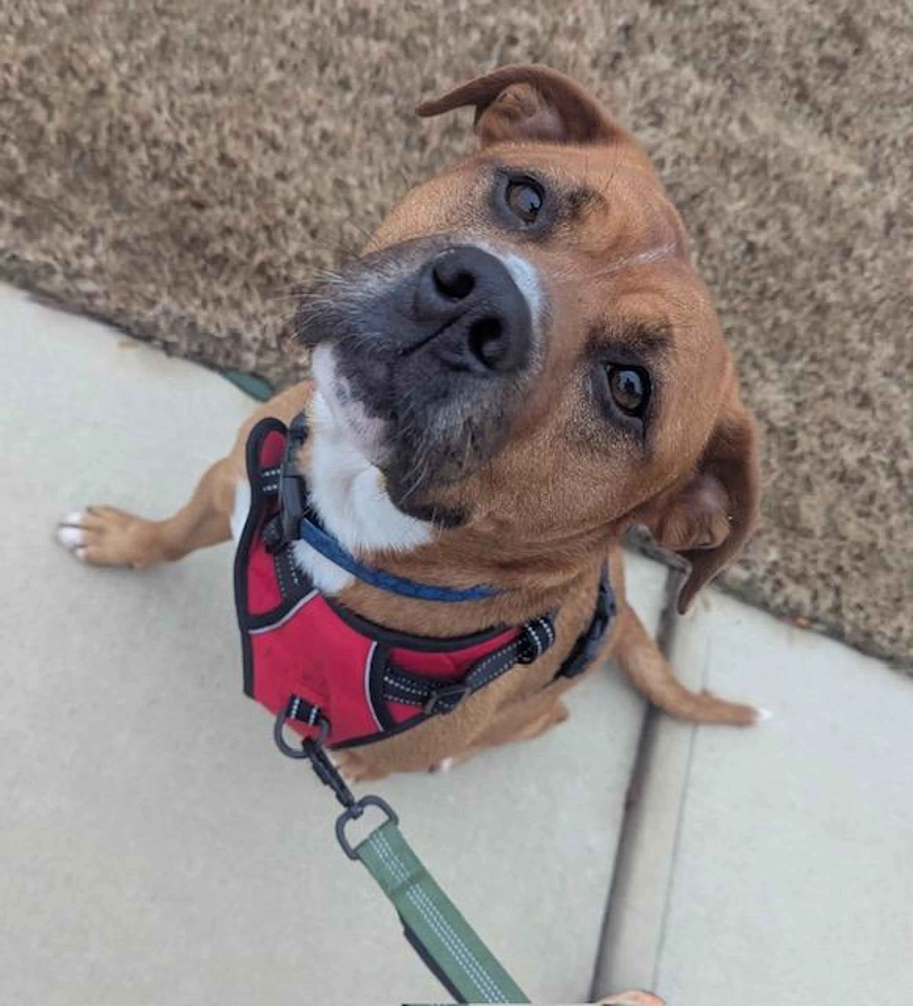 Found pet-4