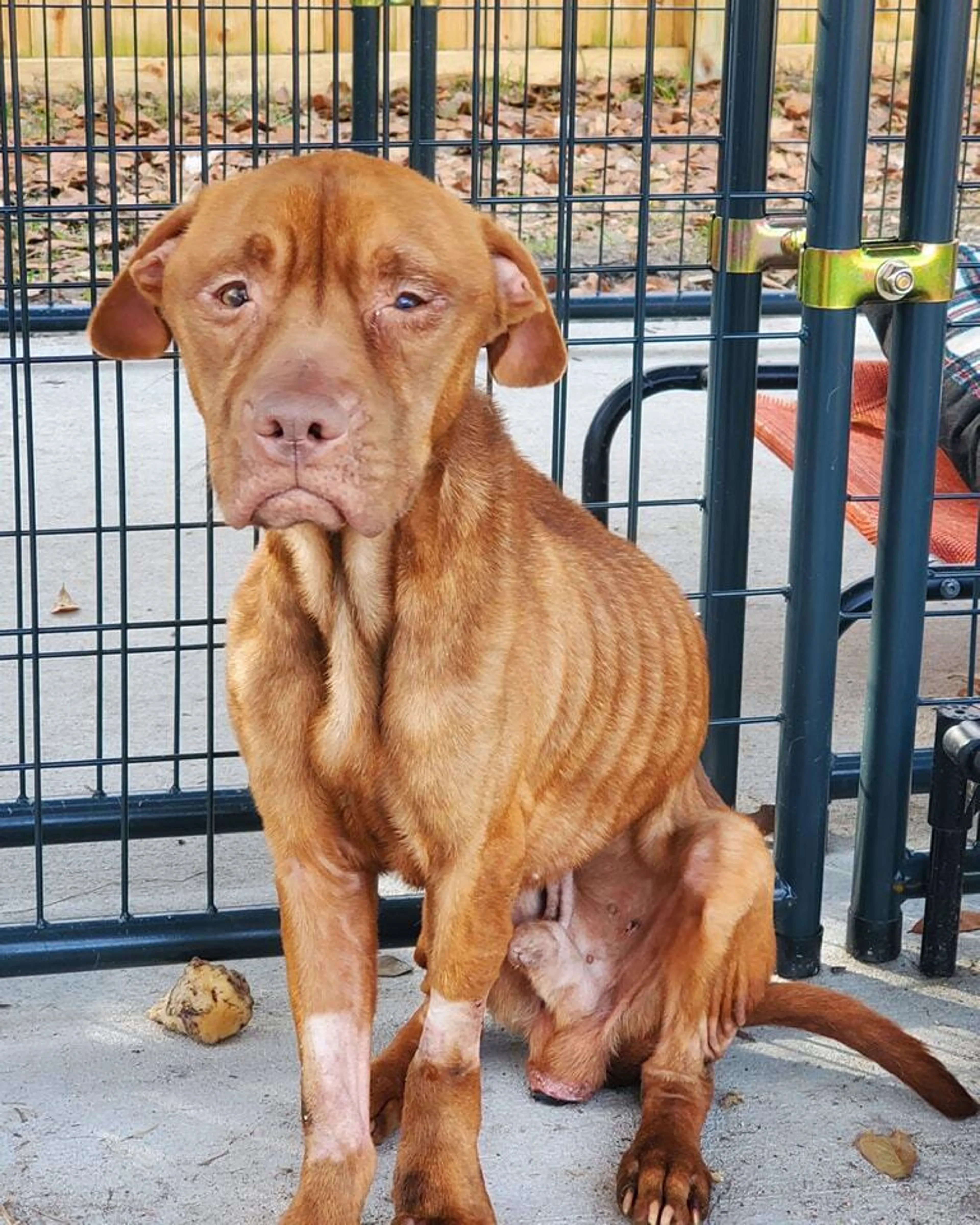 Found pet-5