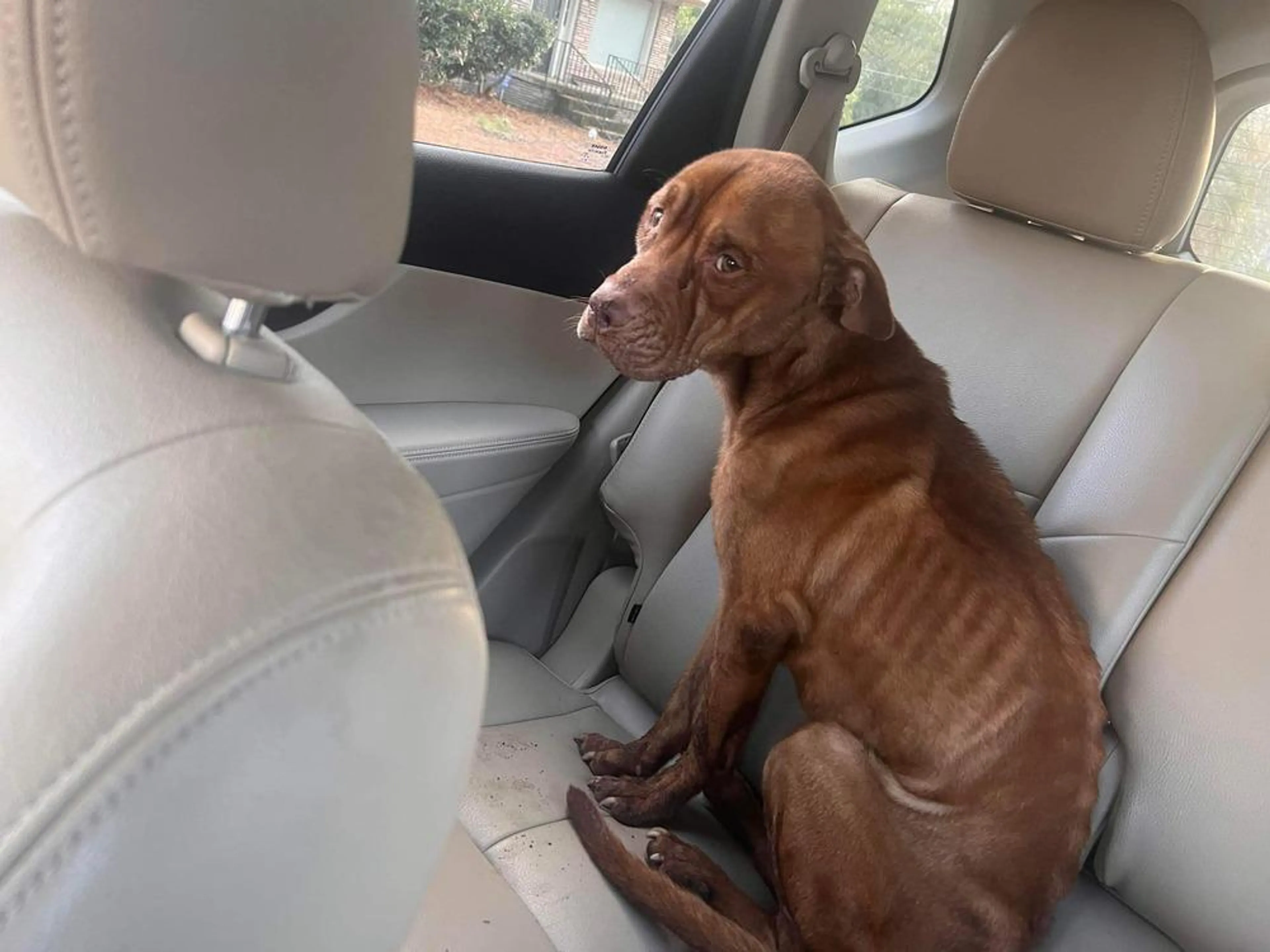 Found pet-2