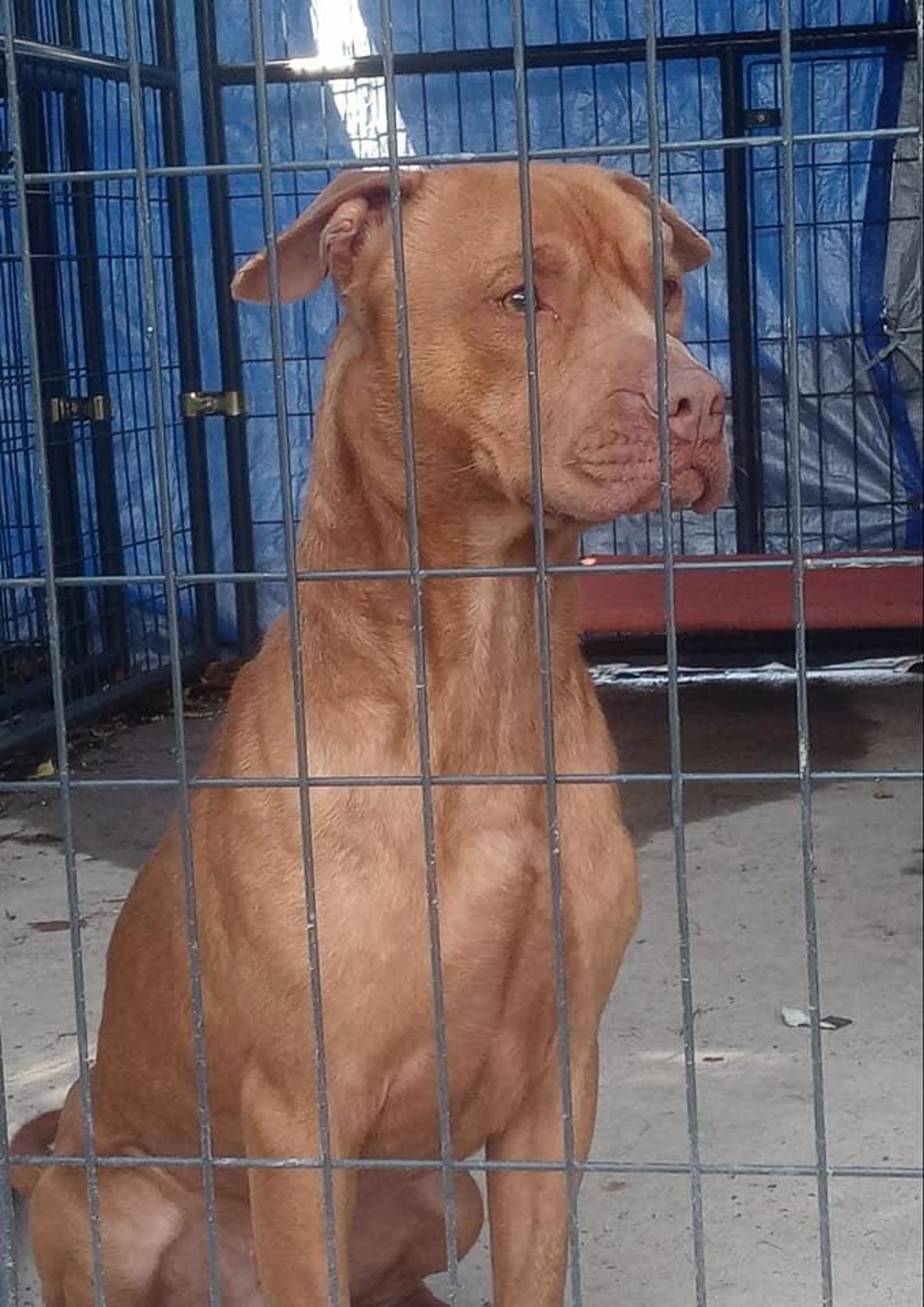 Found pet-3