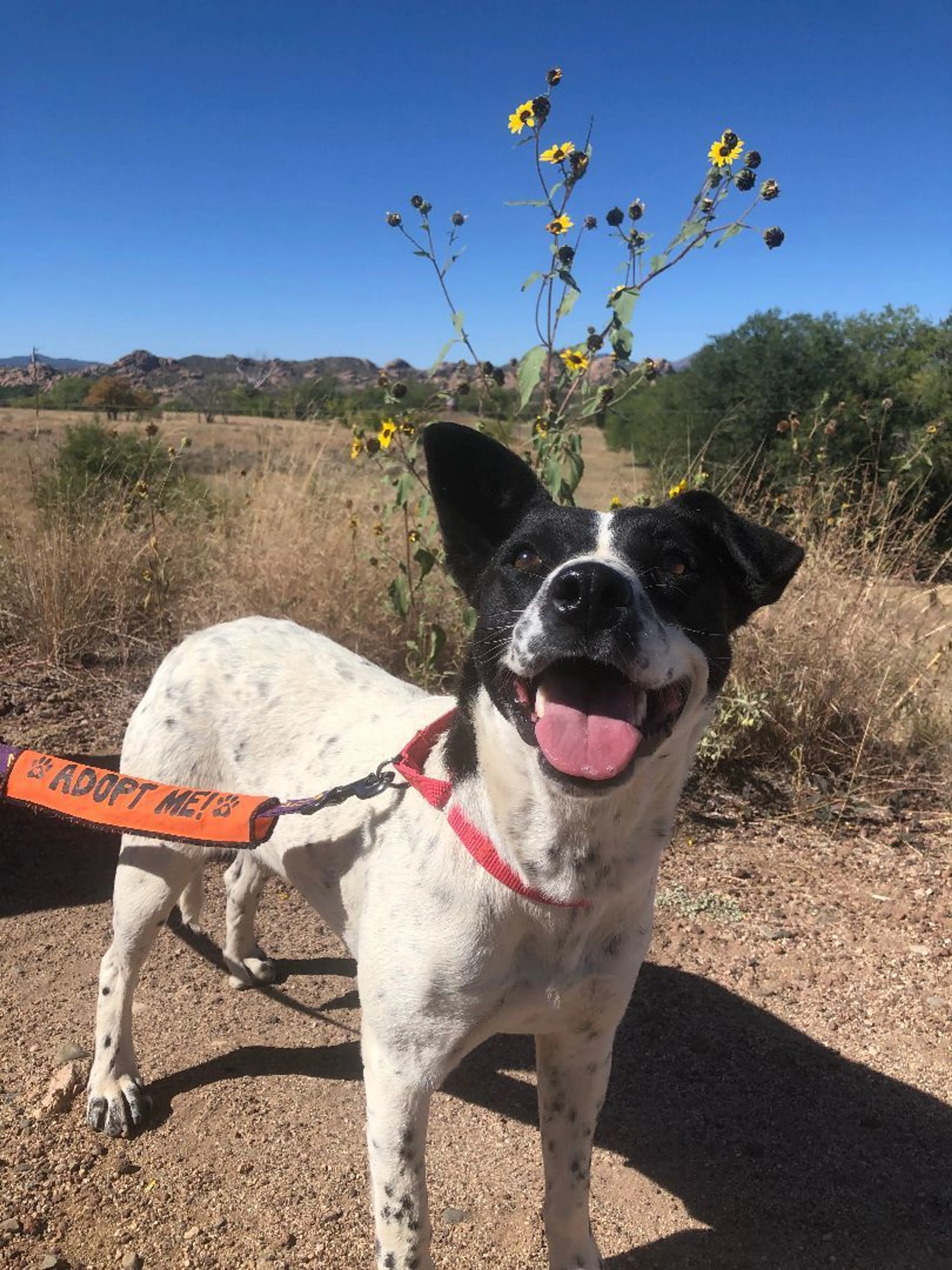 Found pet-5
