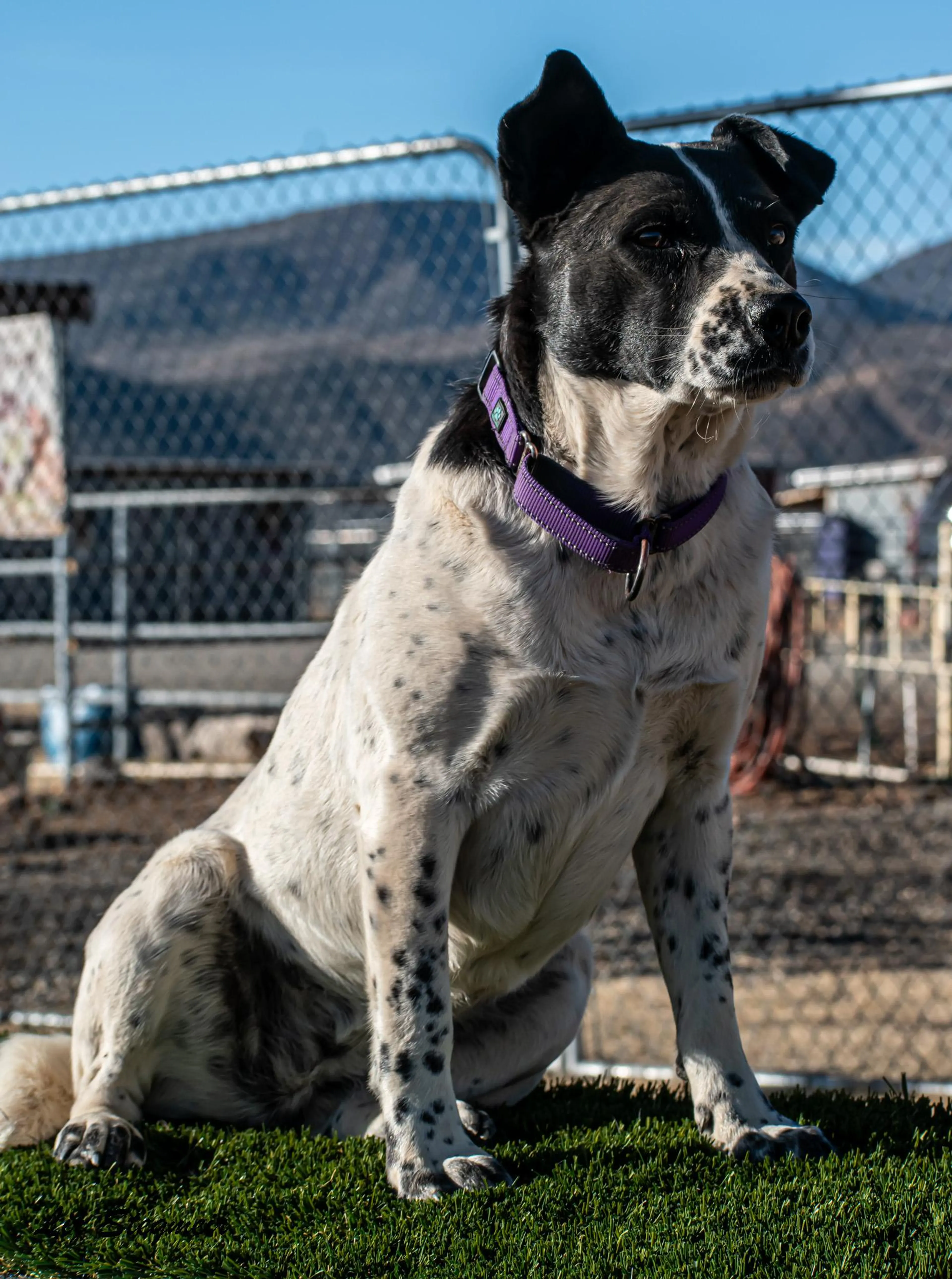 Found pet-2