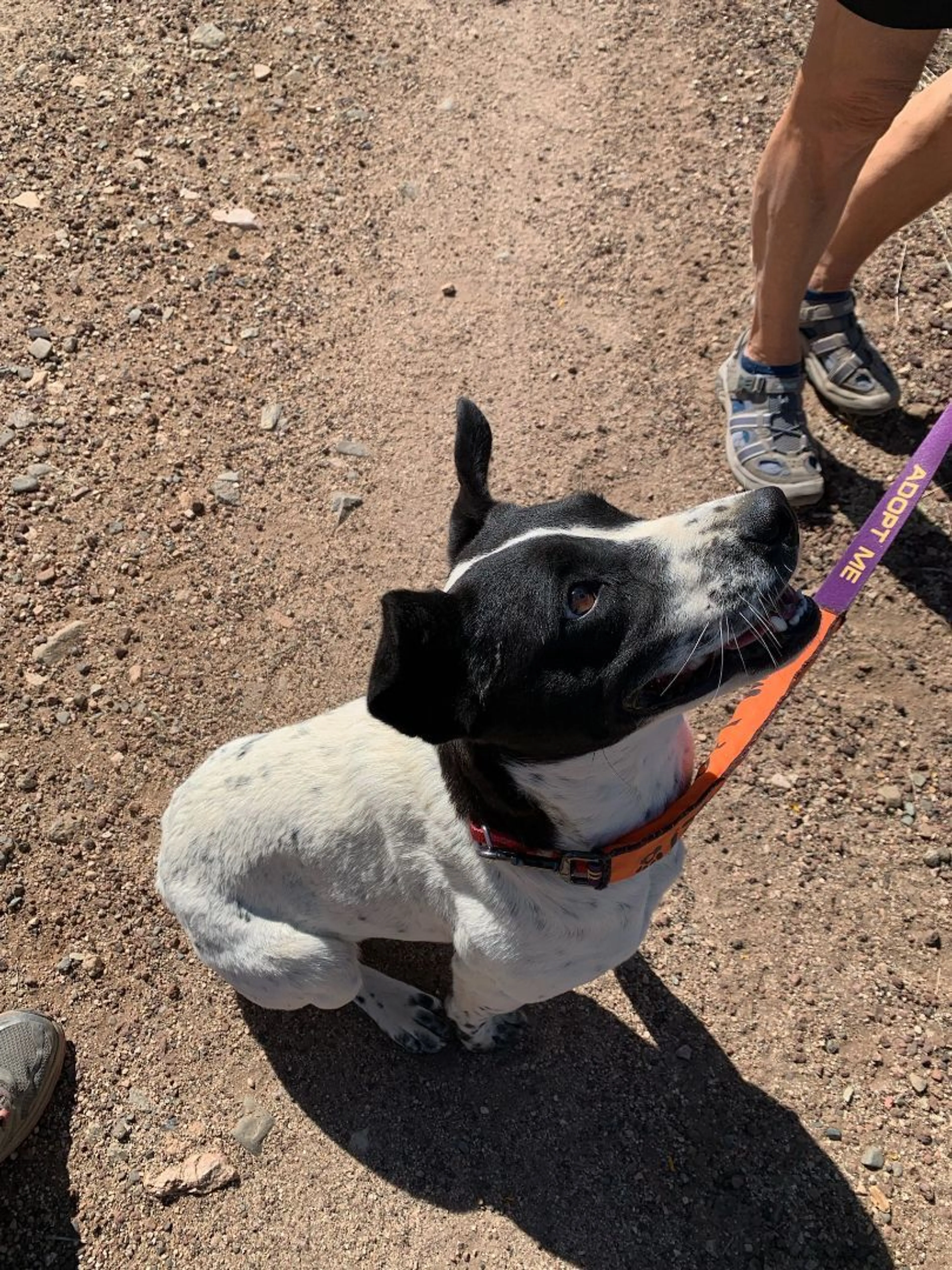 Found pet-0