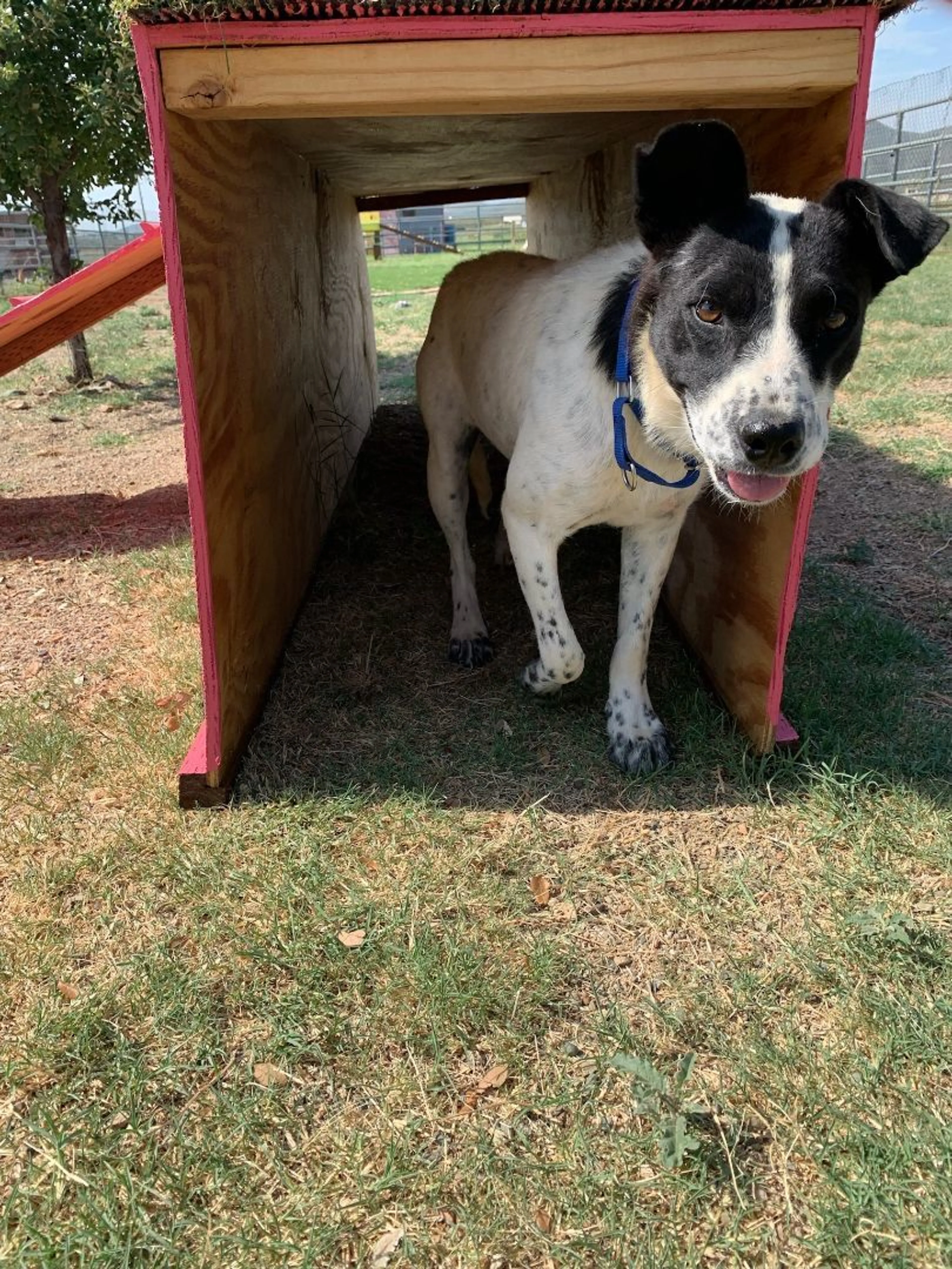 Found pet-4