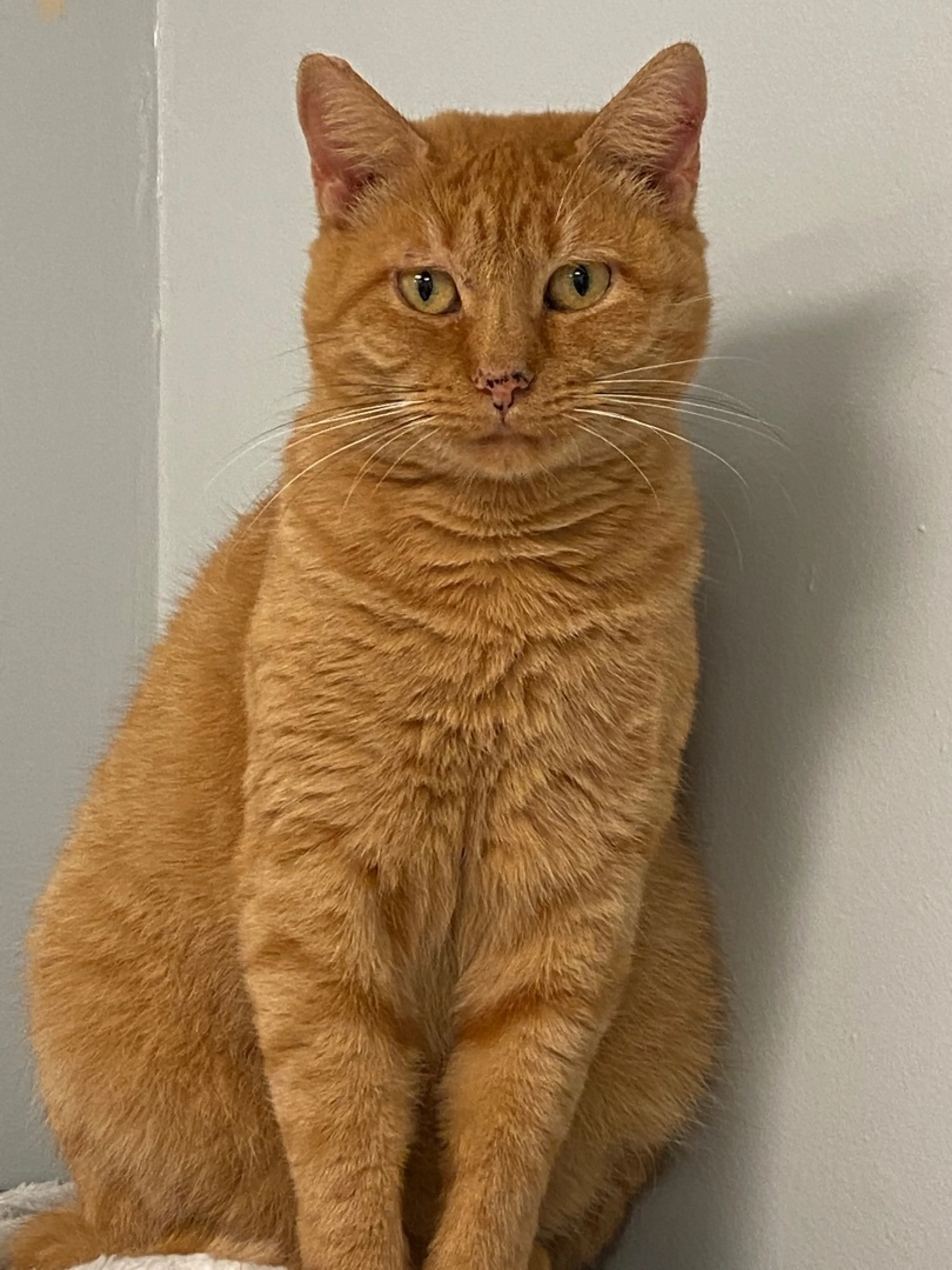 Found pet-0