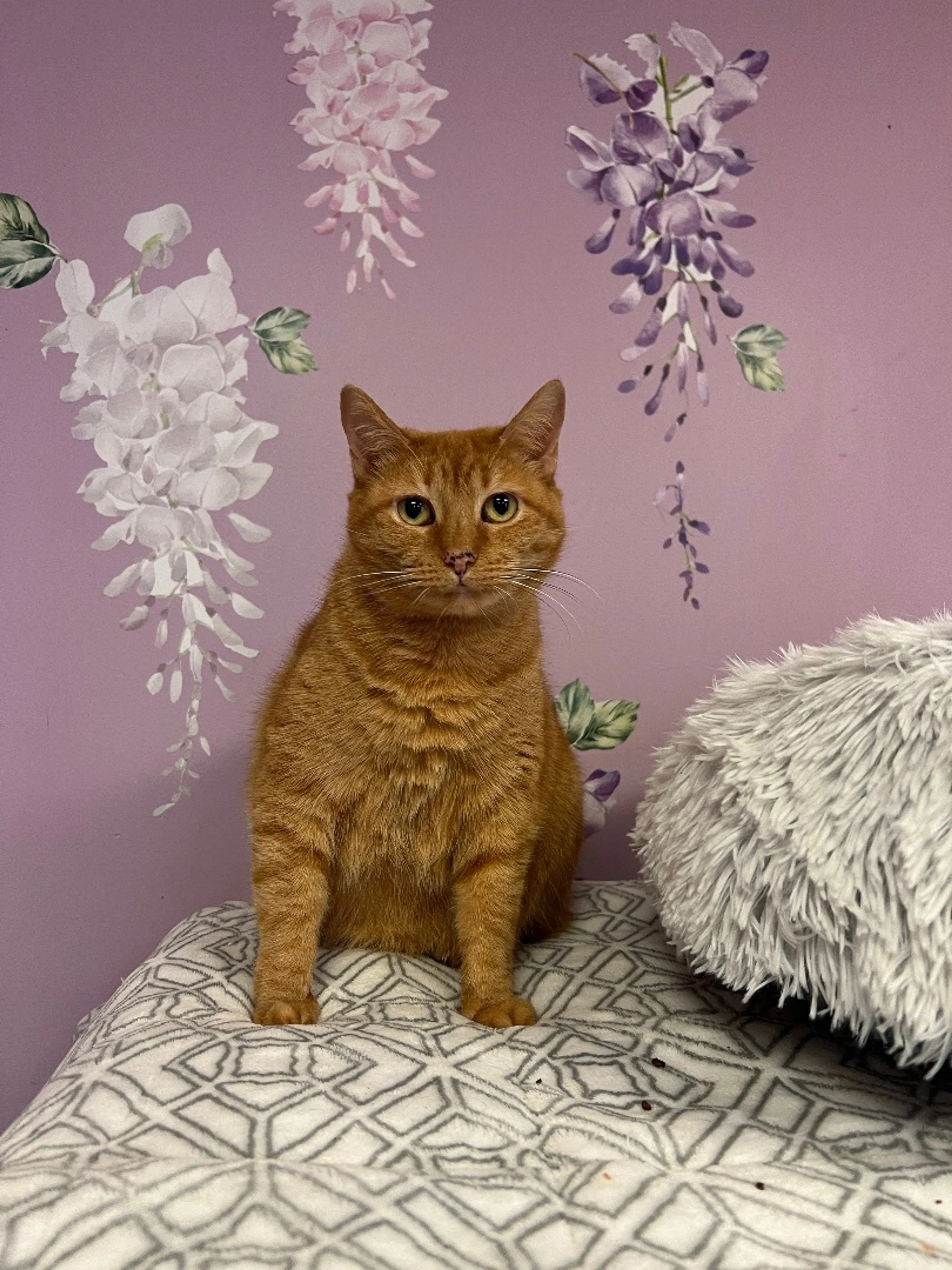 Found pet-1