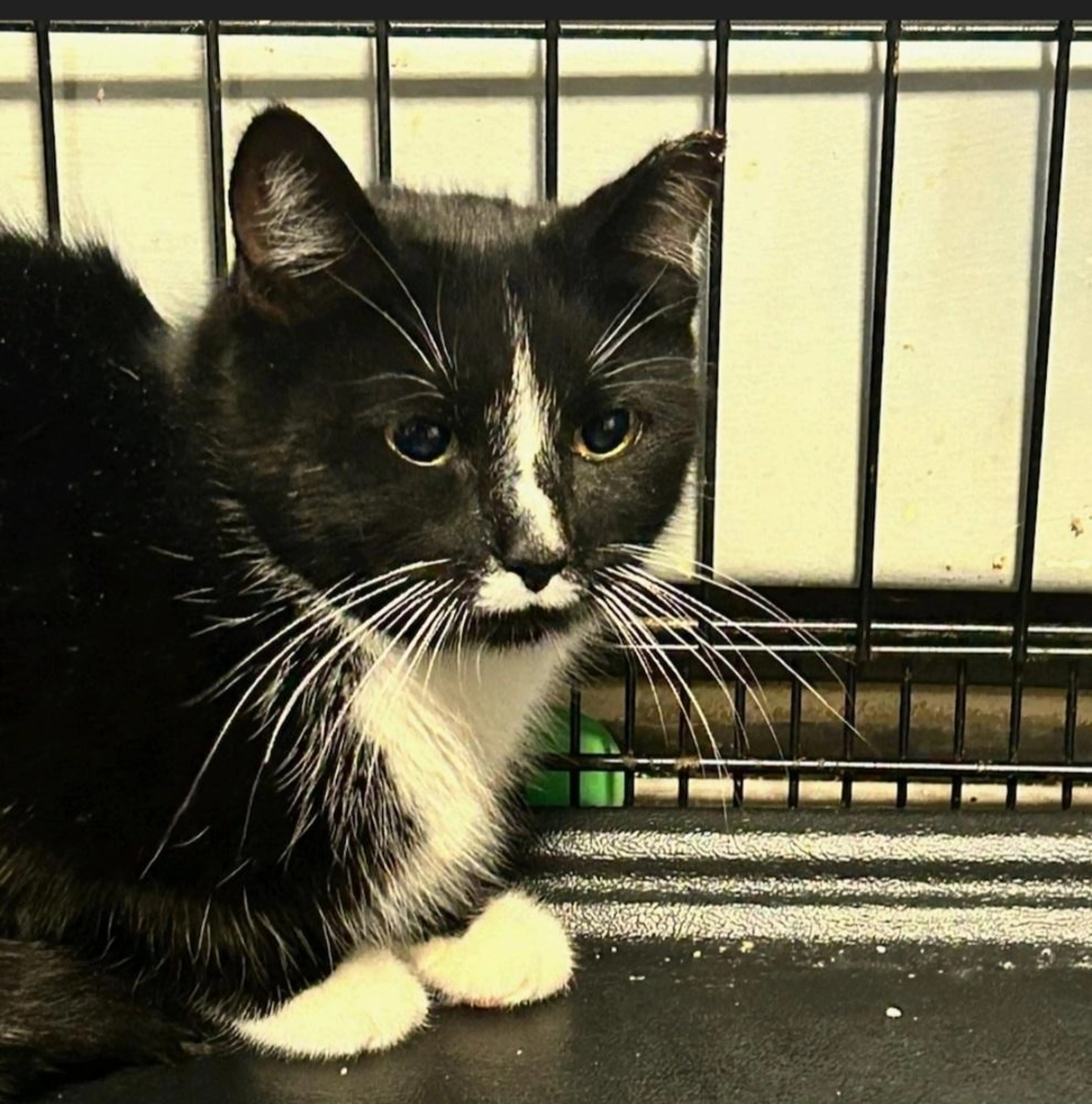 Found pet-1
