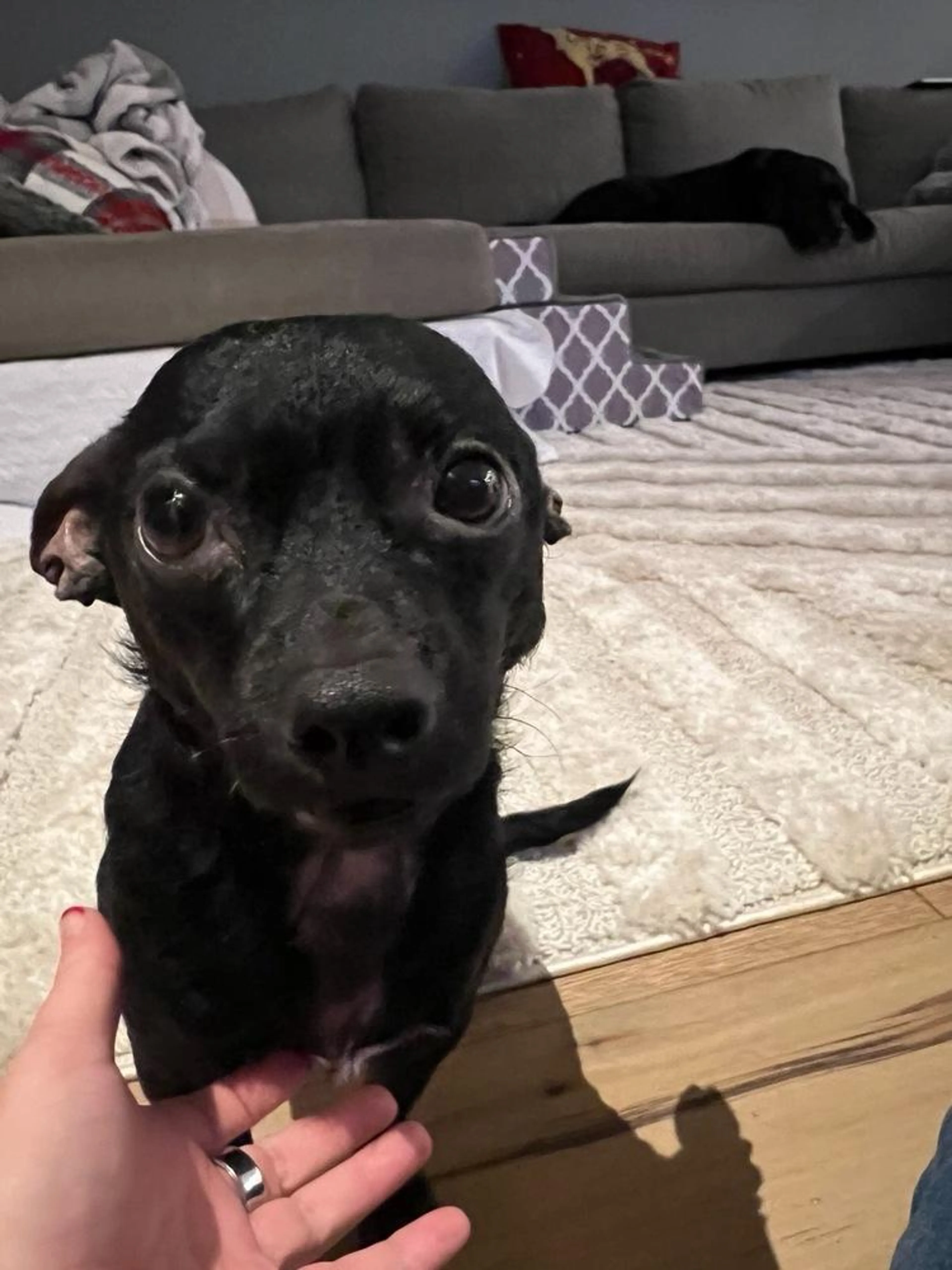 Found pet-0