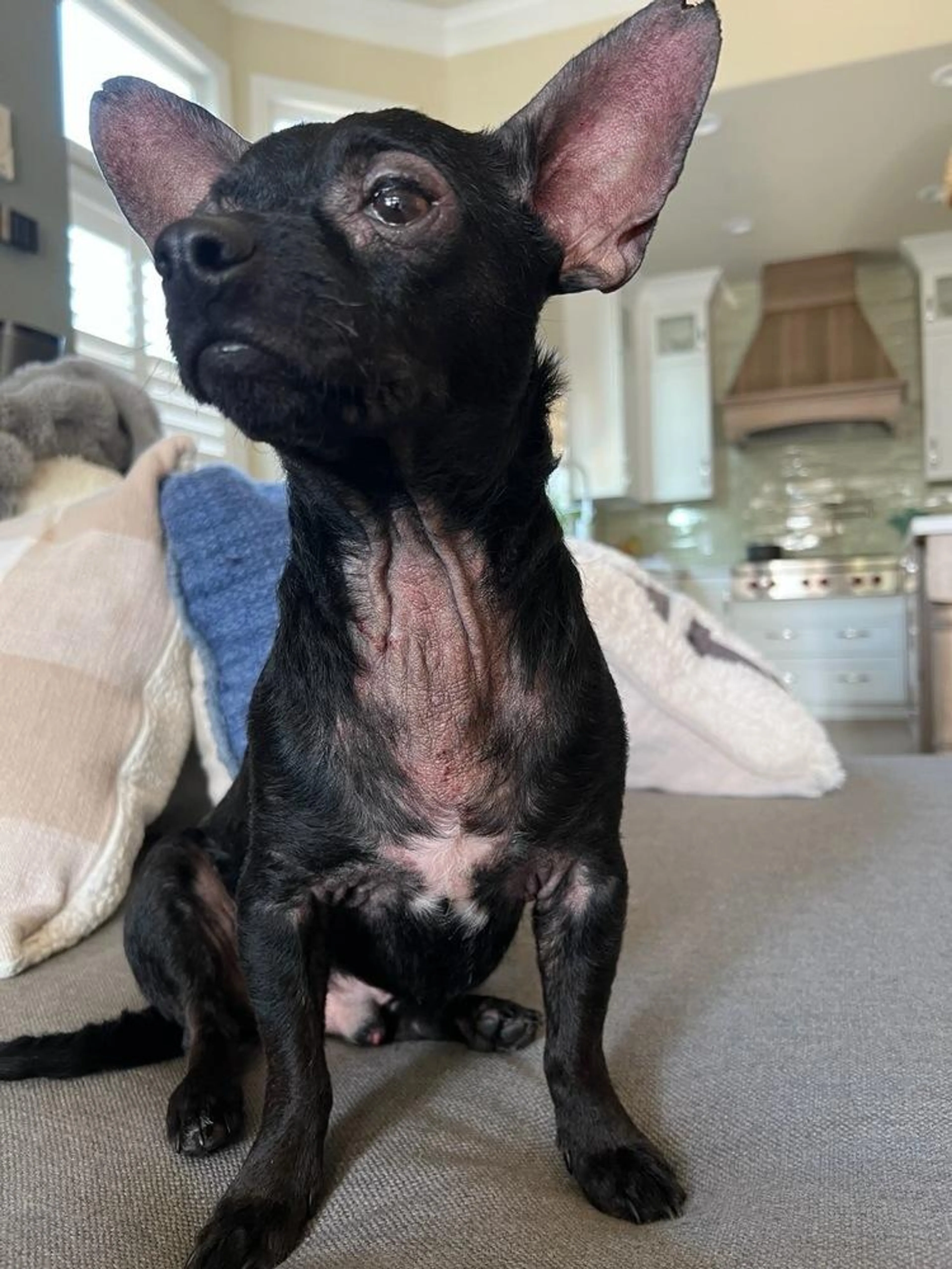 Found pet-1