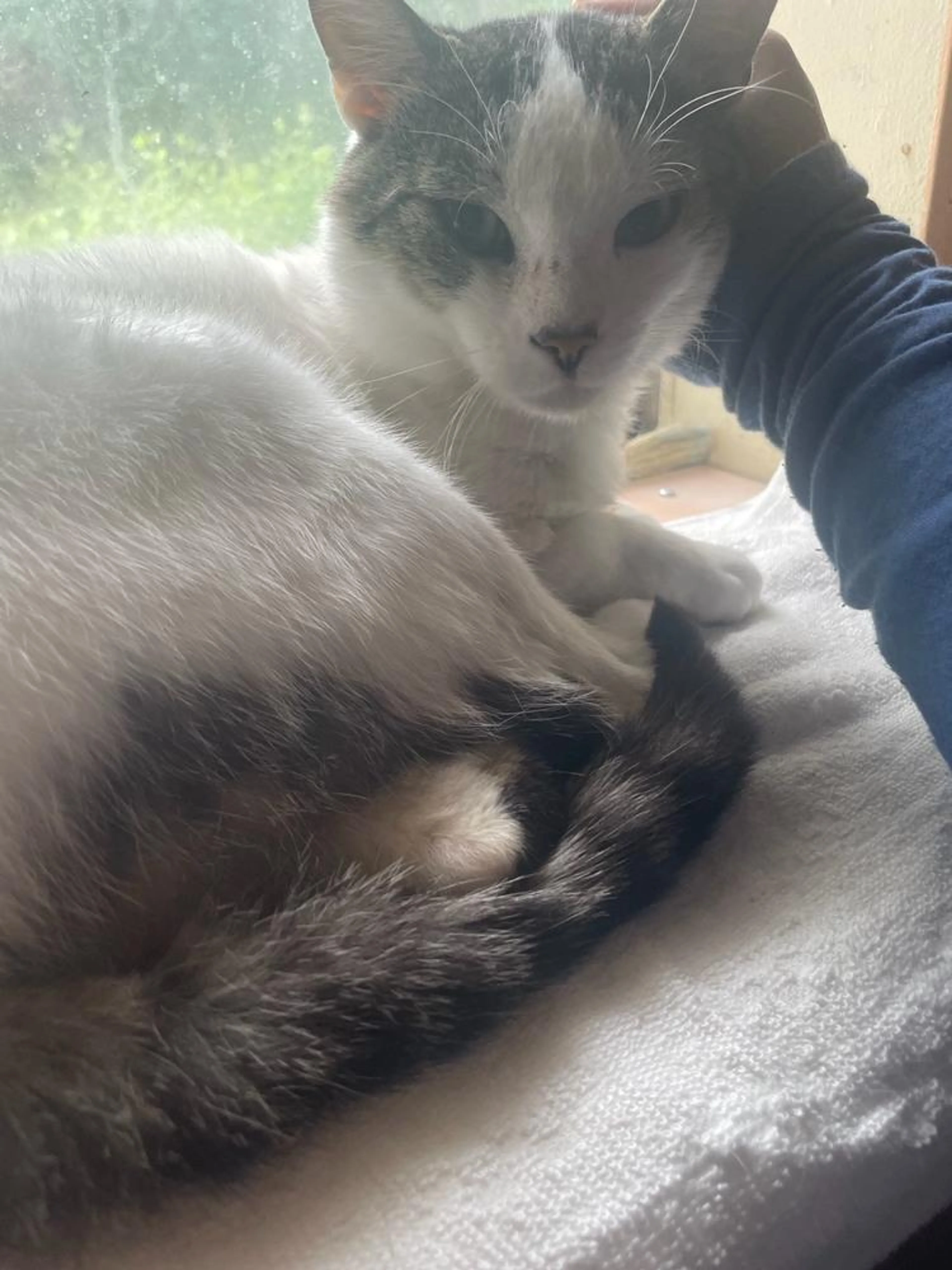 Found pet-0