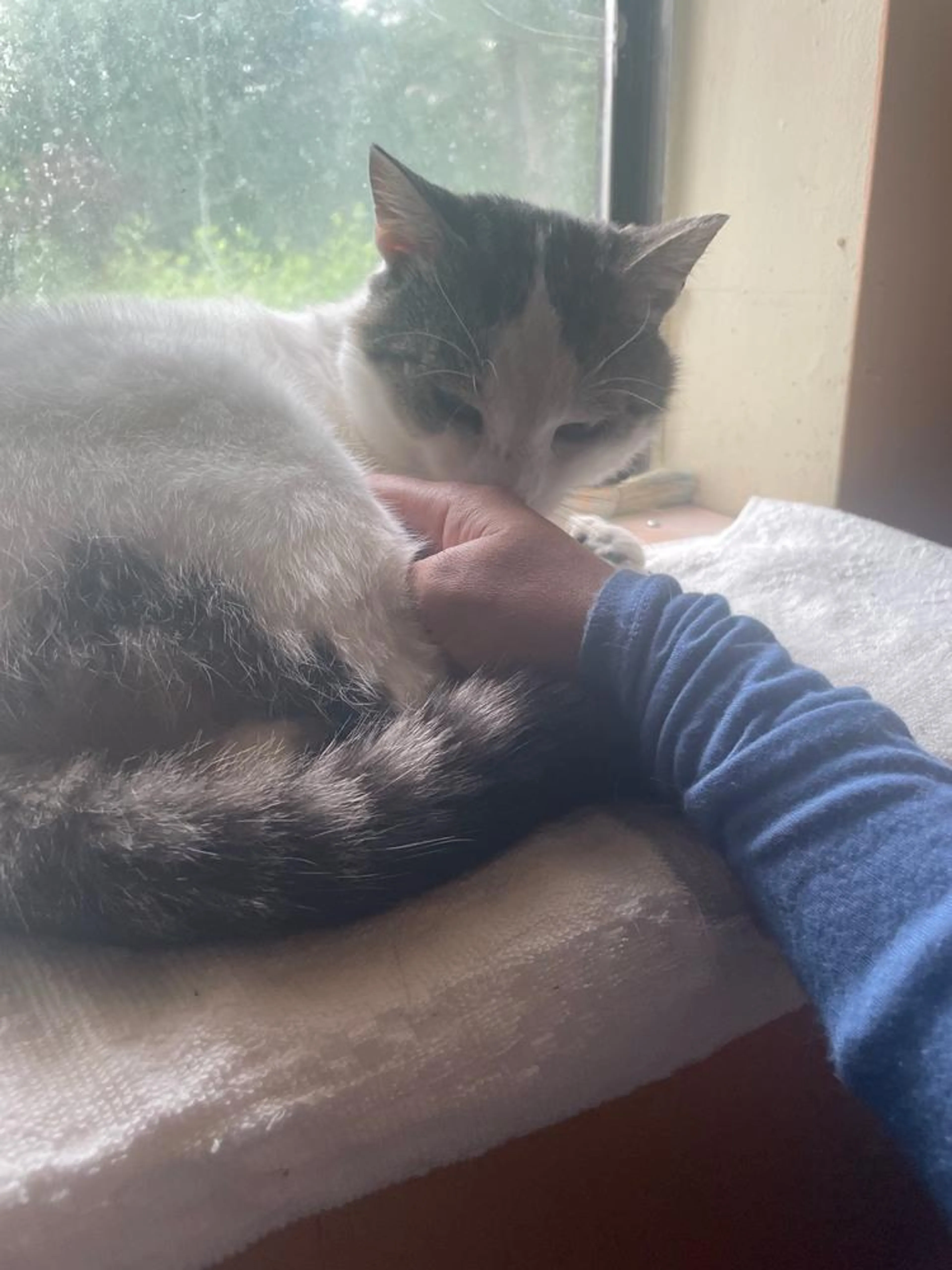 Found pet-1