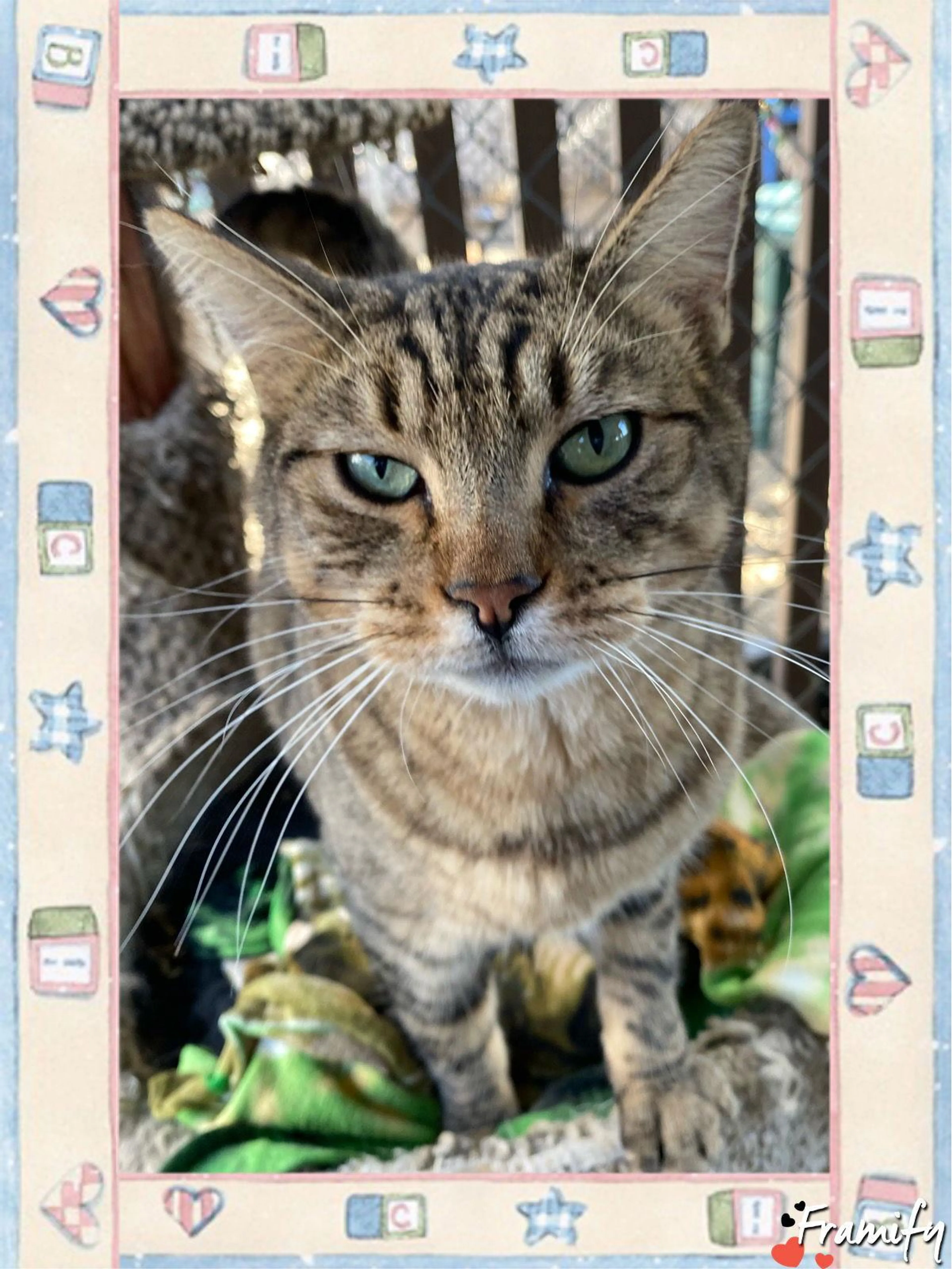 Found pet