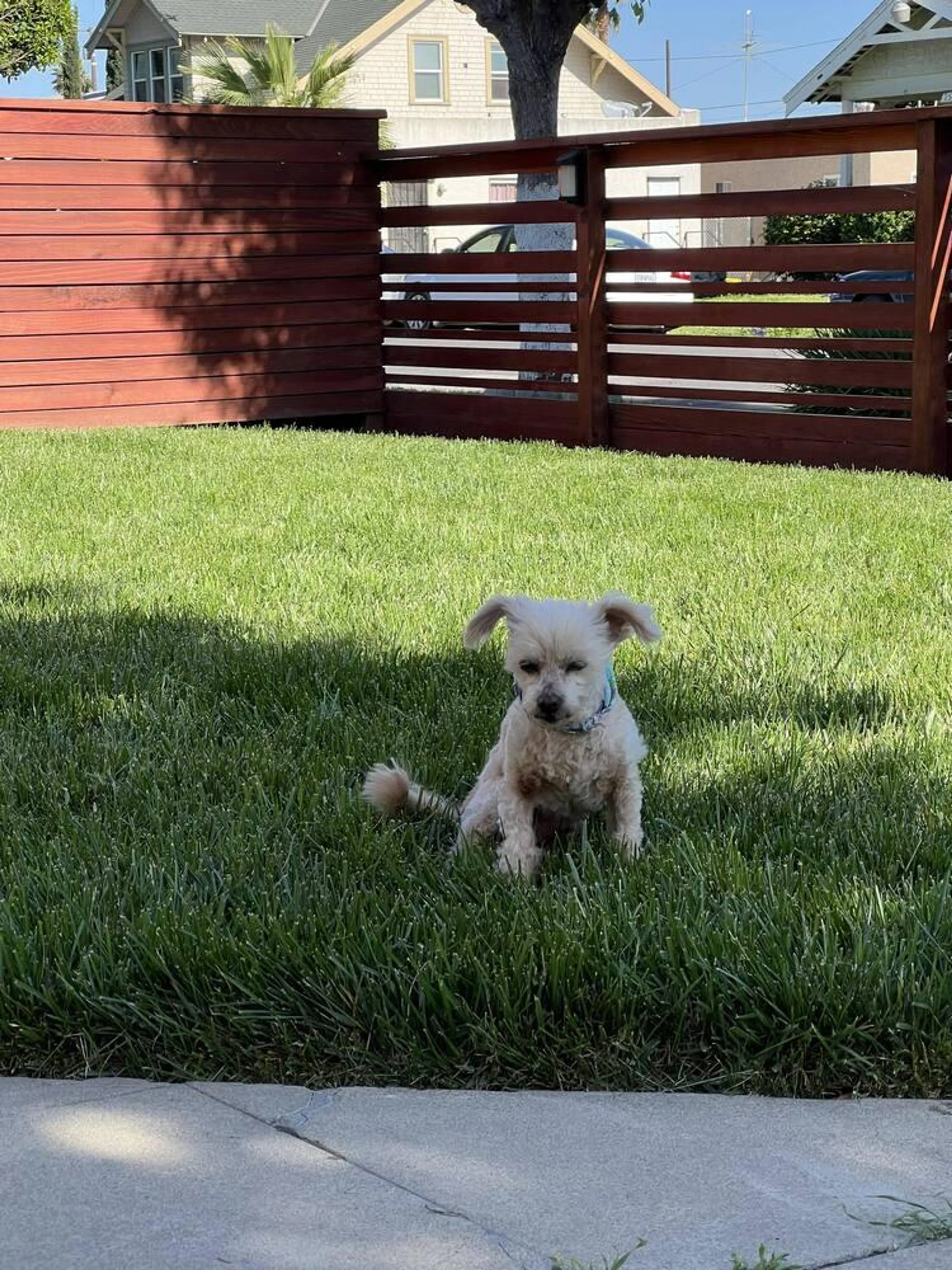 Found pet-3