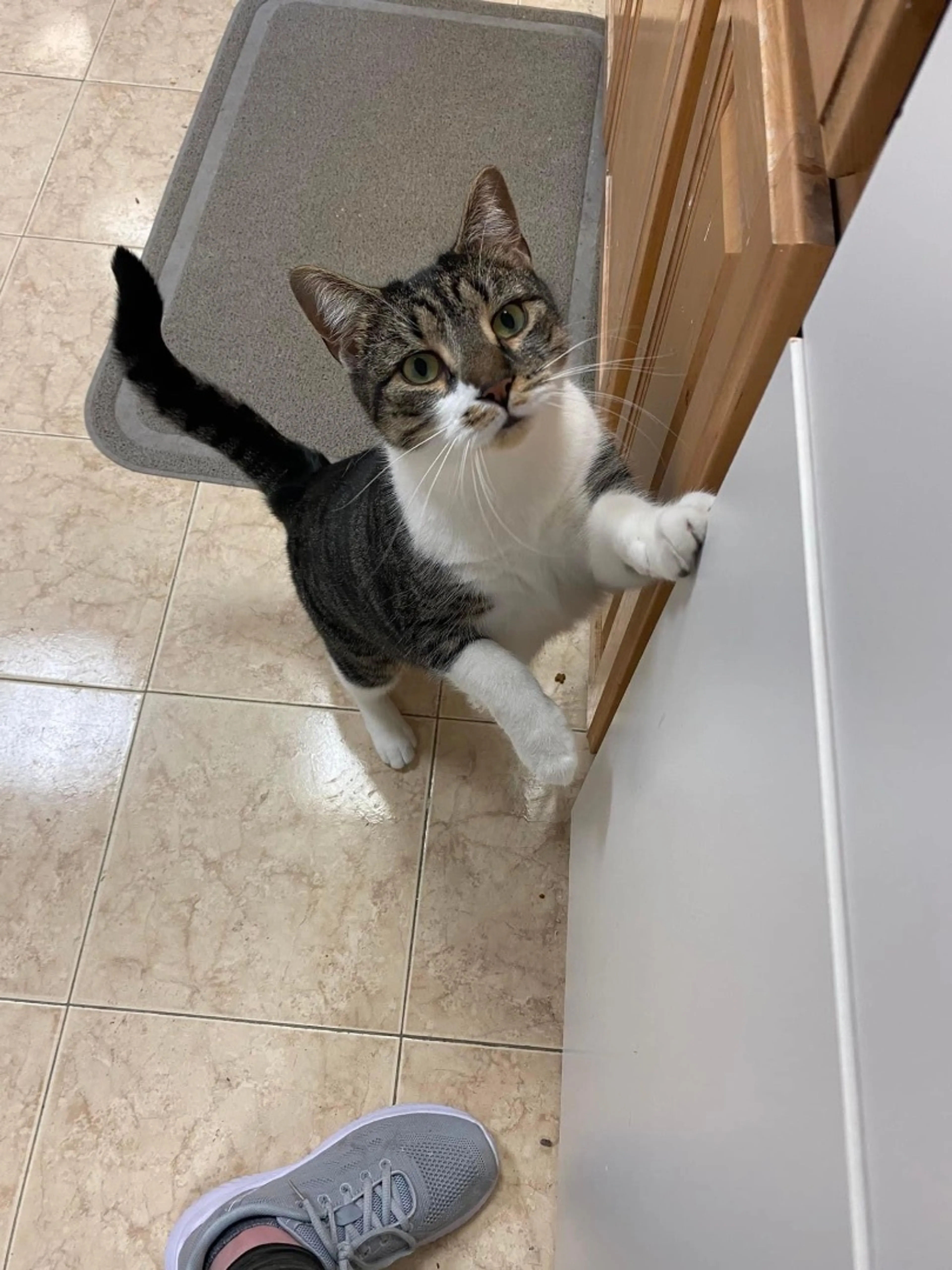 Found pet-1