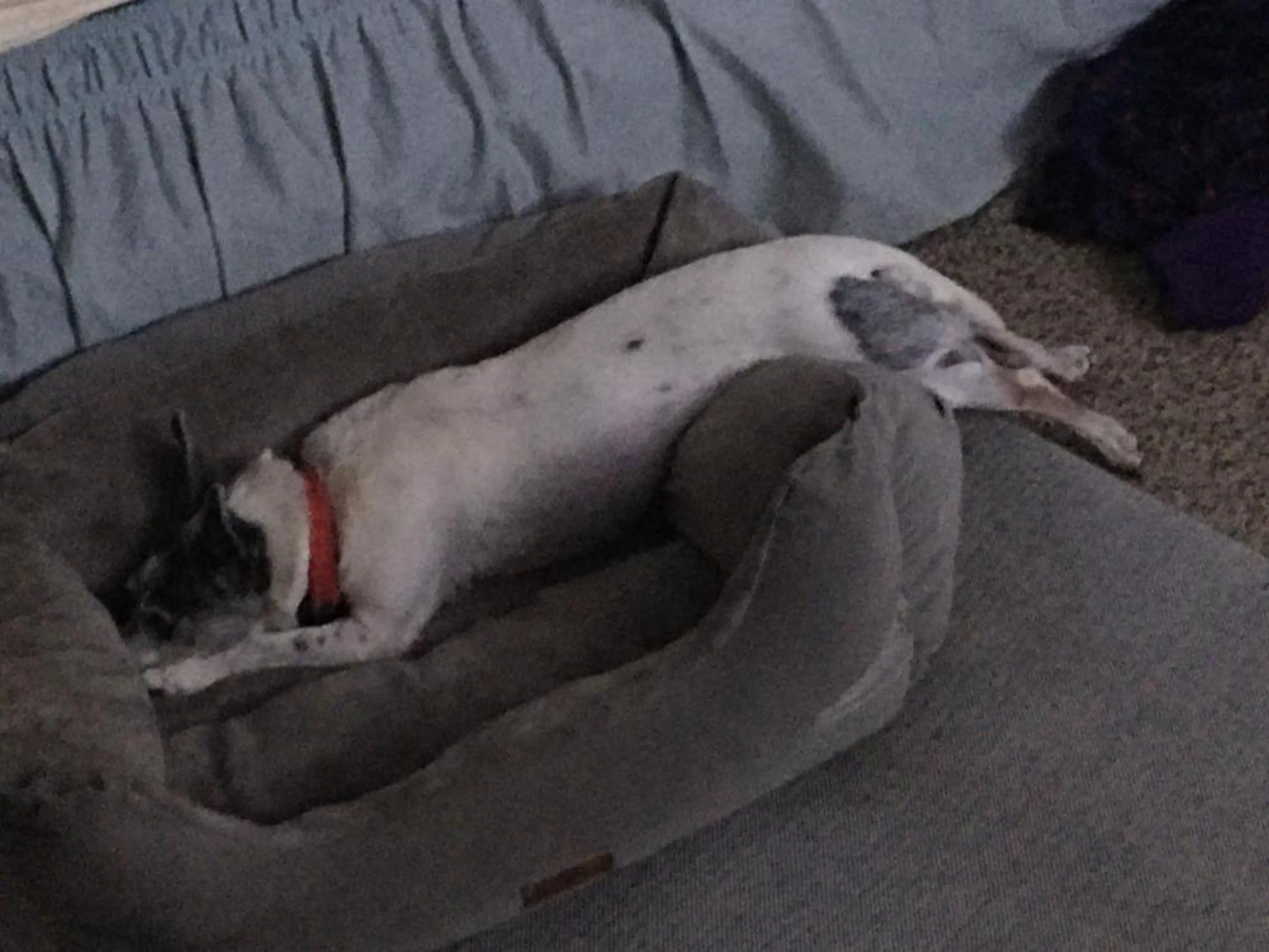 Found pet-2