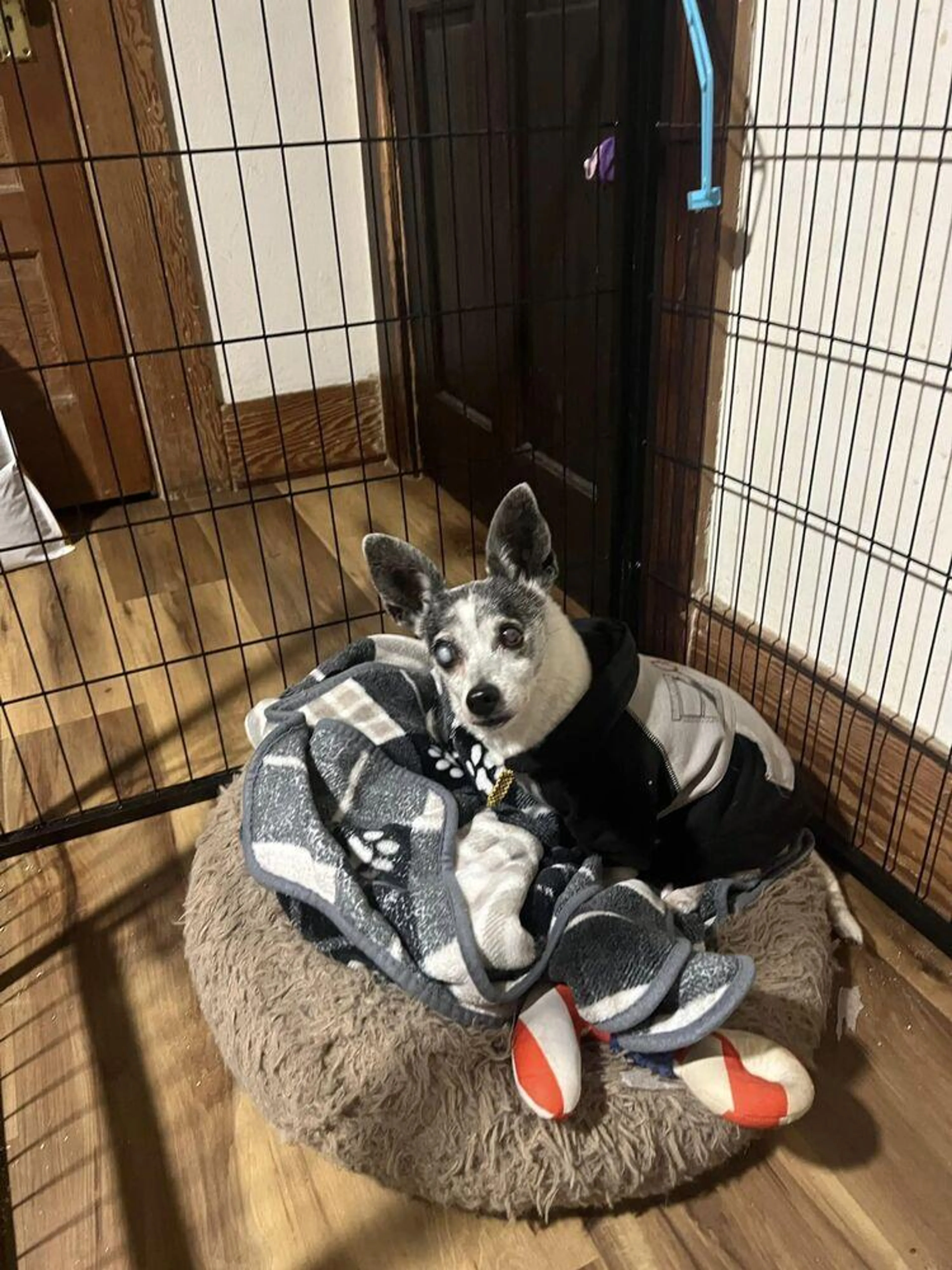 Found pet-4