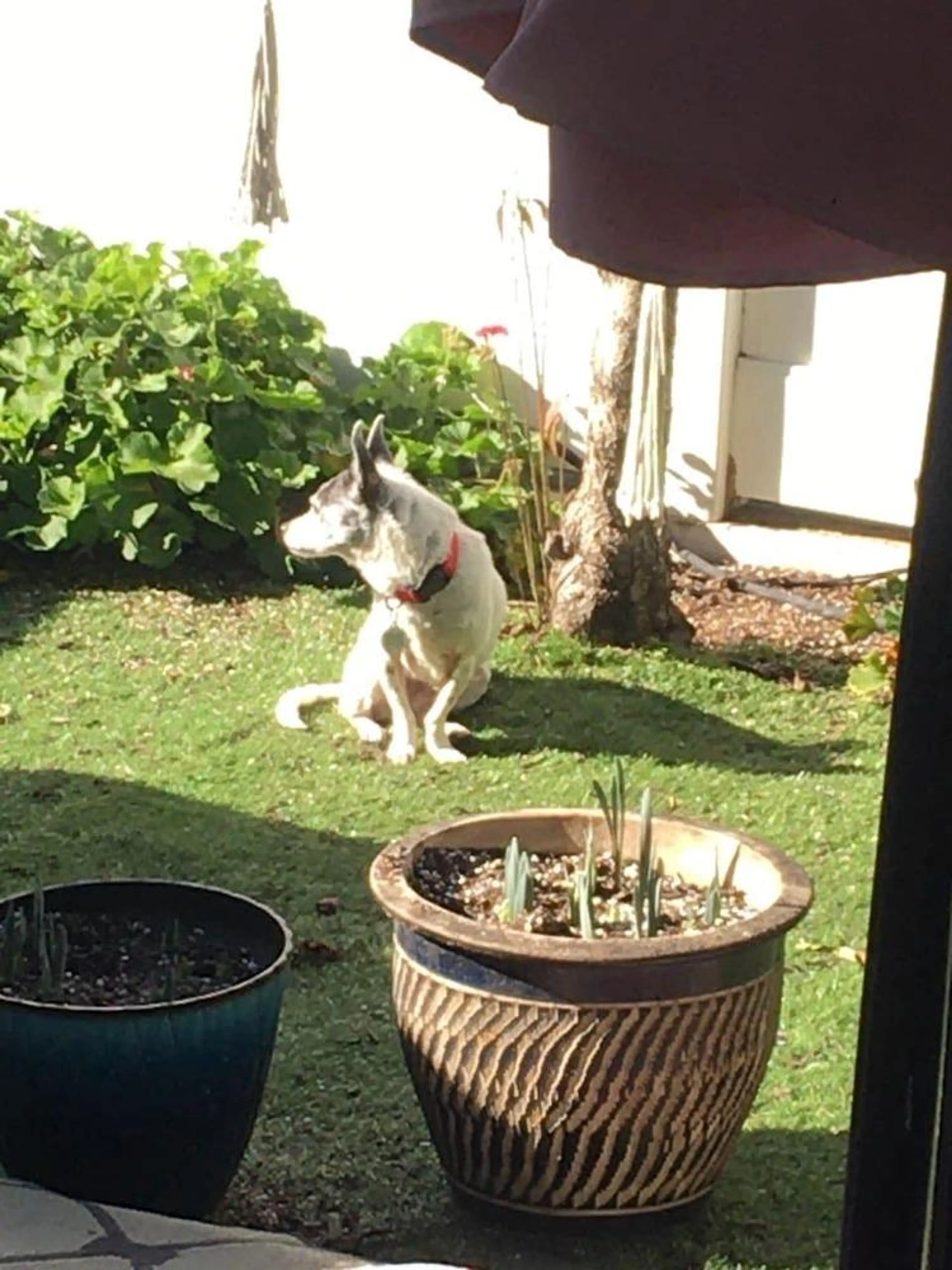 Found pet-3