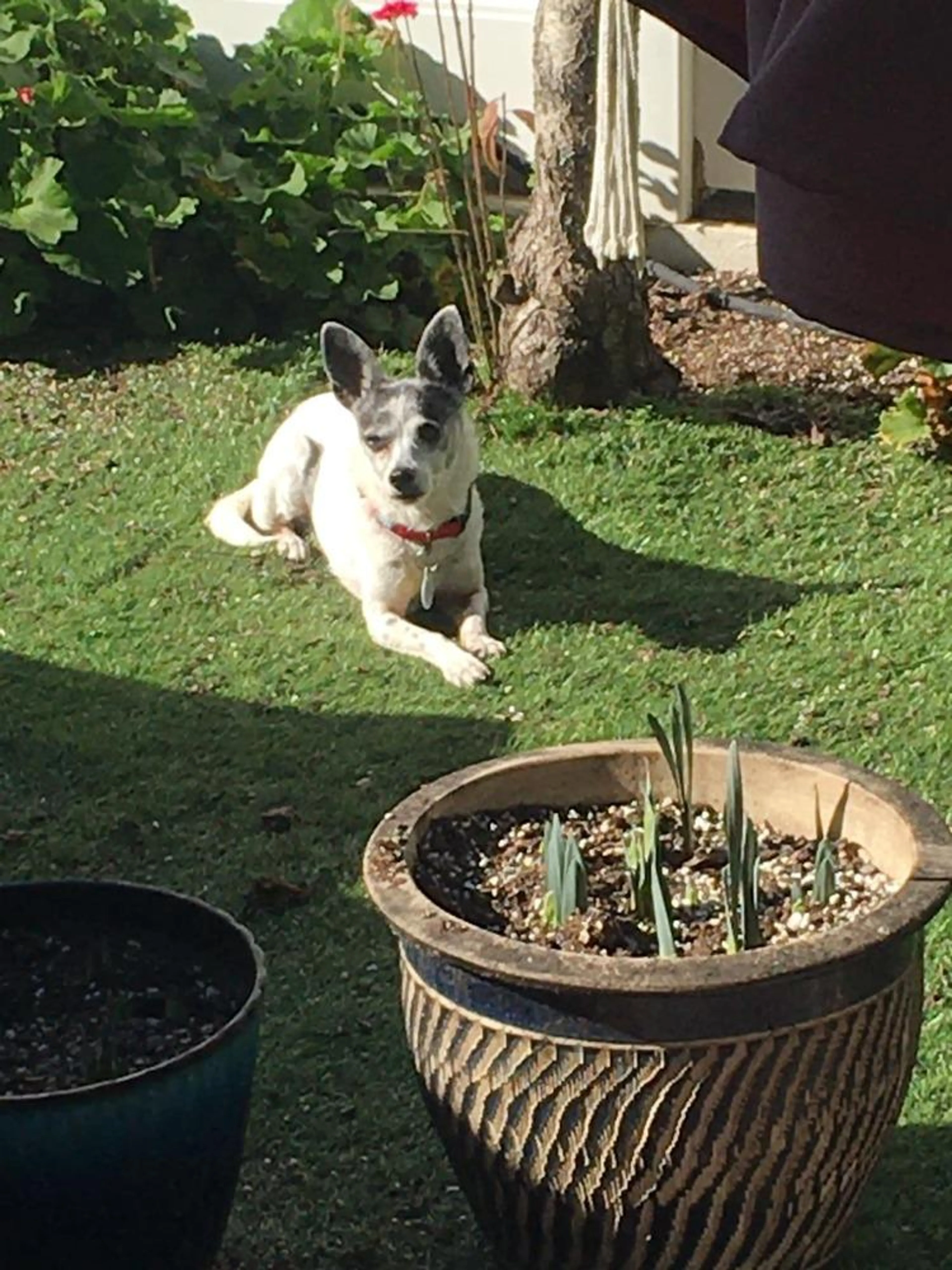 Found pet-0