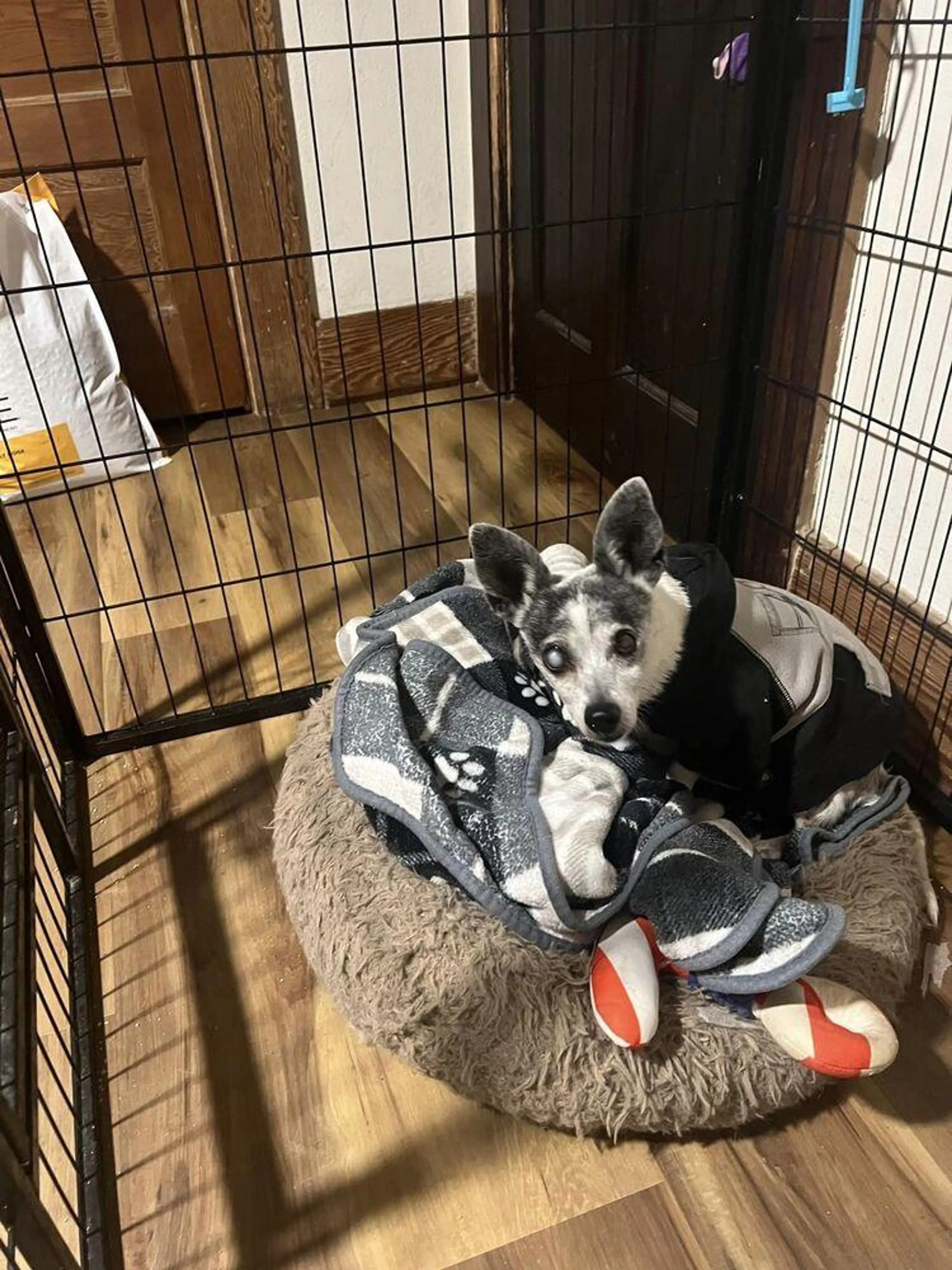 Found pet-1