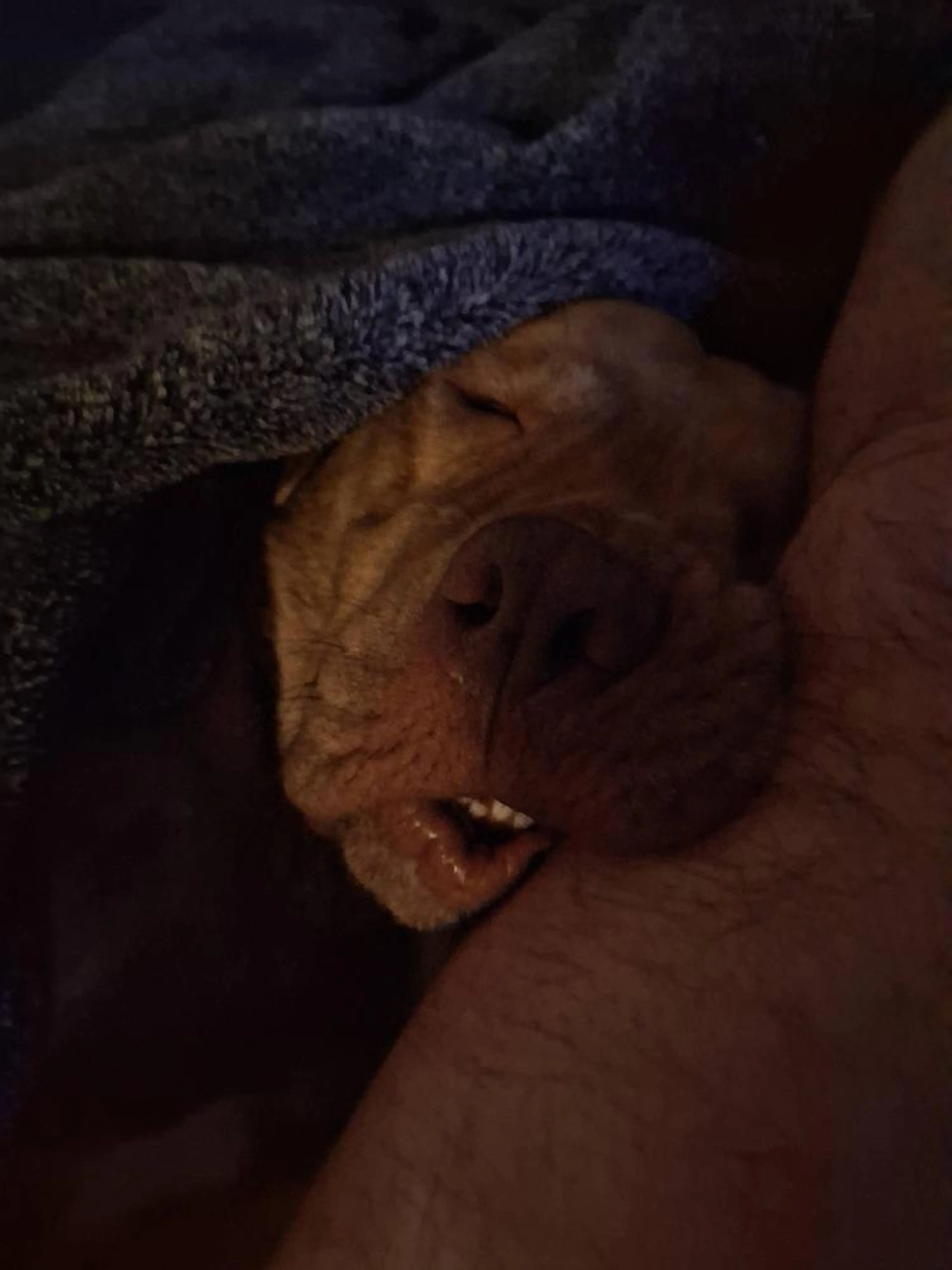 Found pet-1