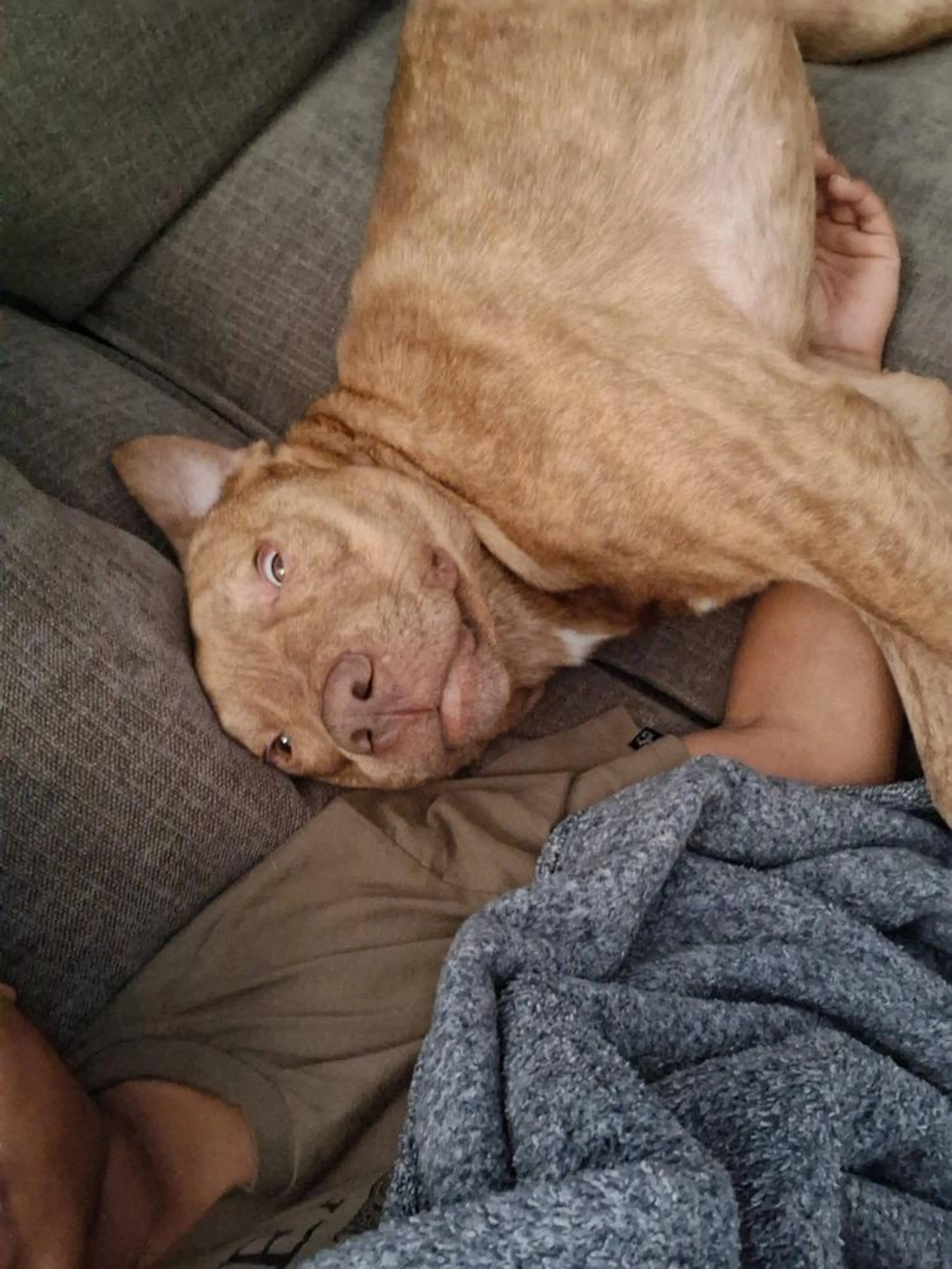 Found pet-4