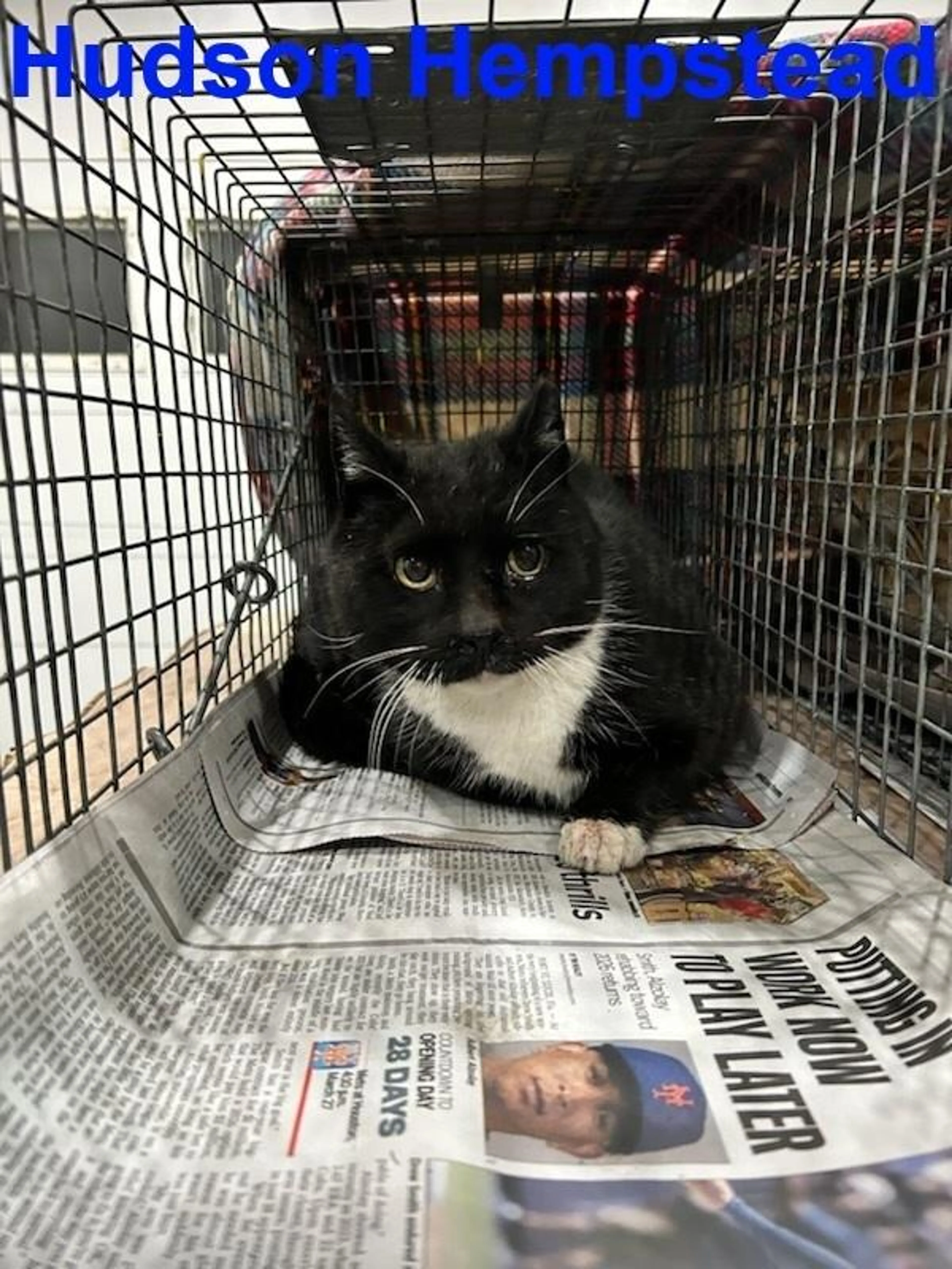 Found pet-1