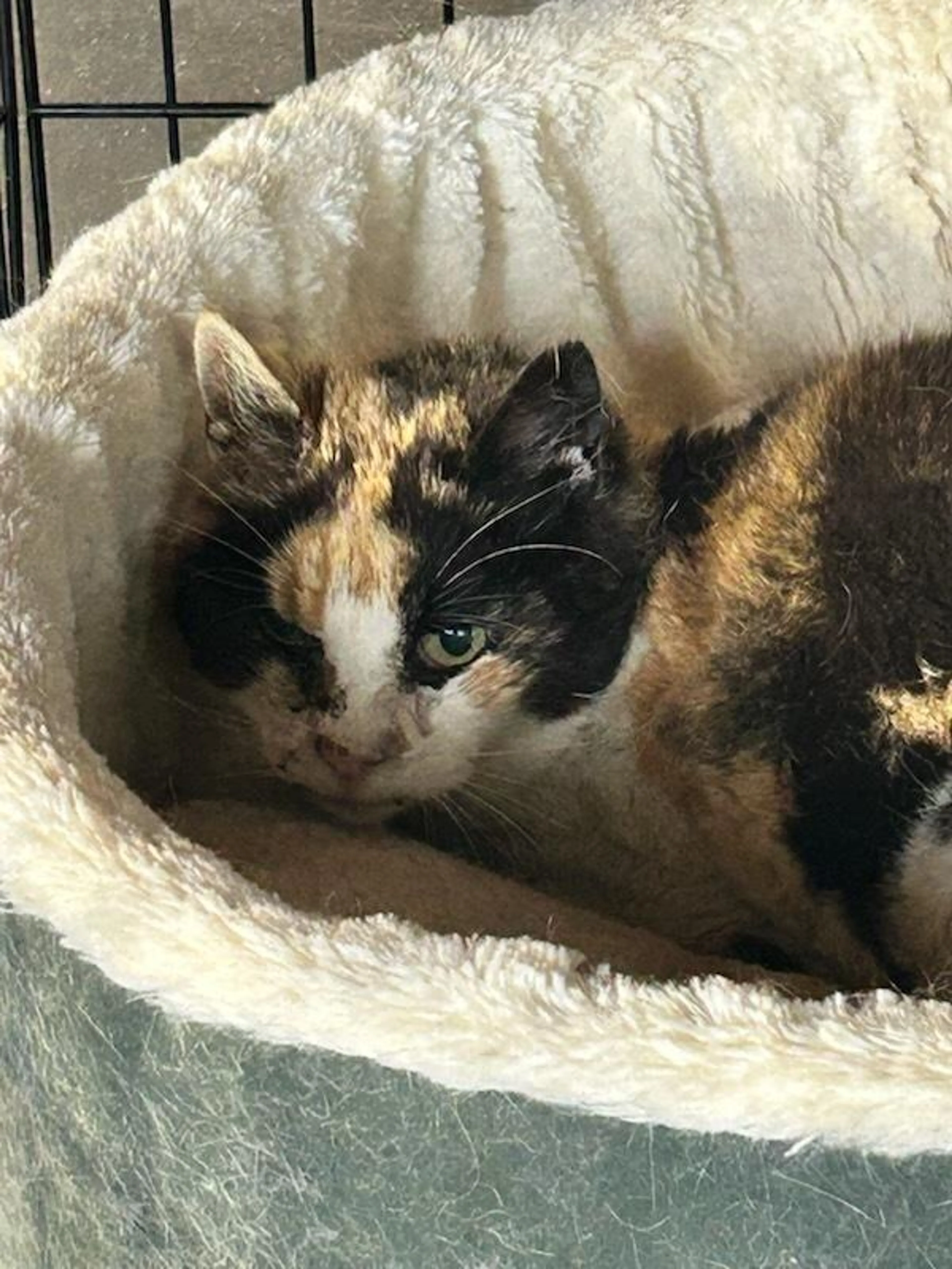 Found pet-1
