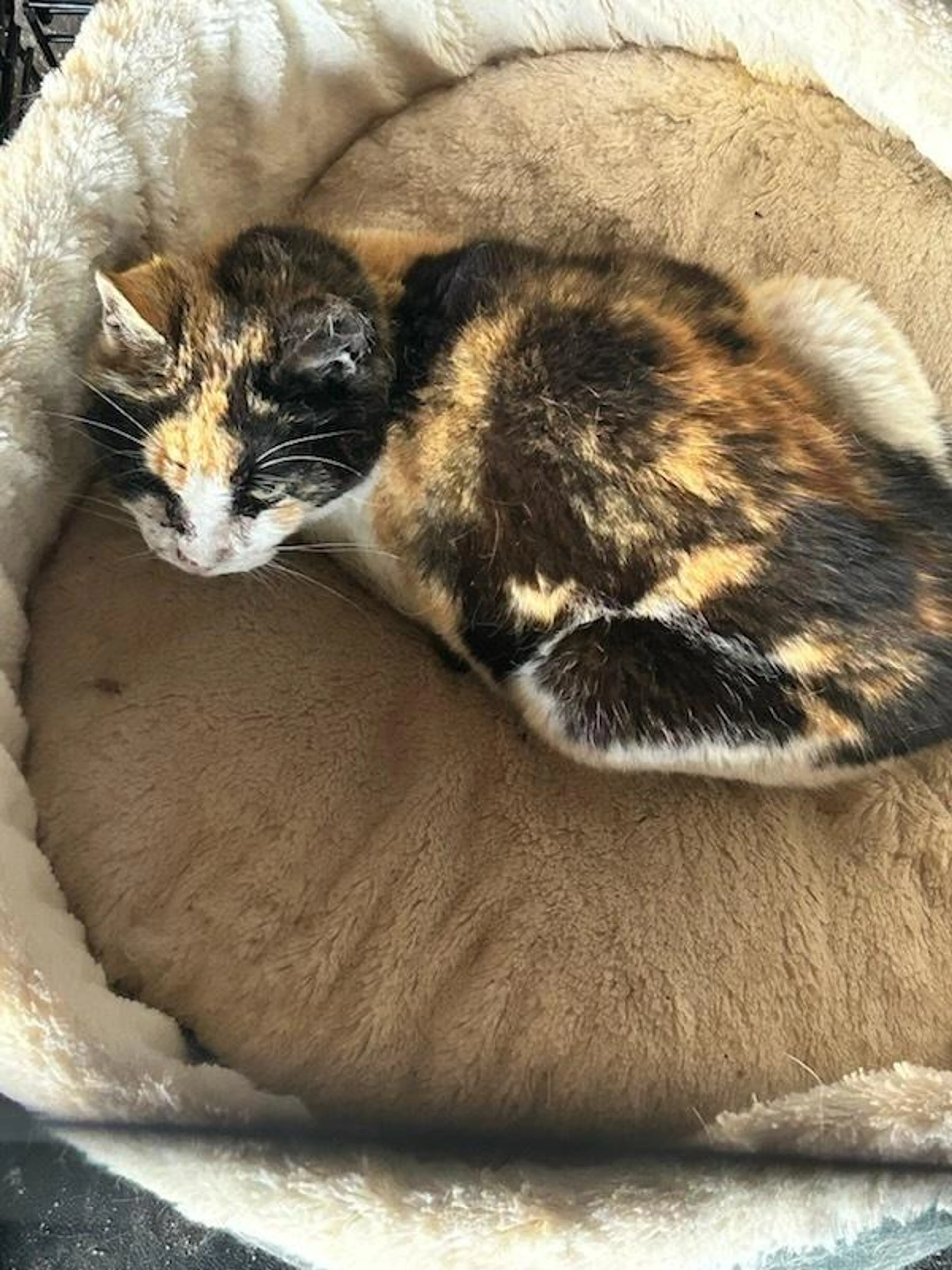Found pet-2