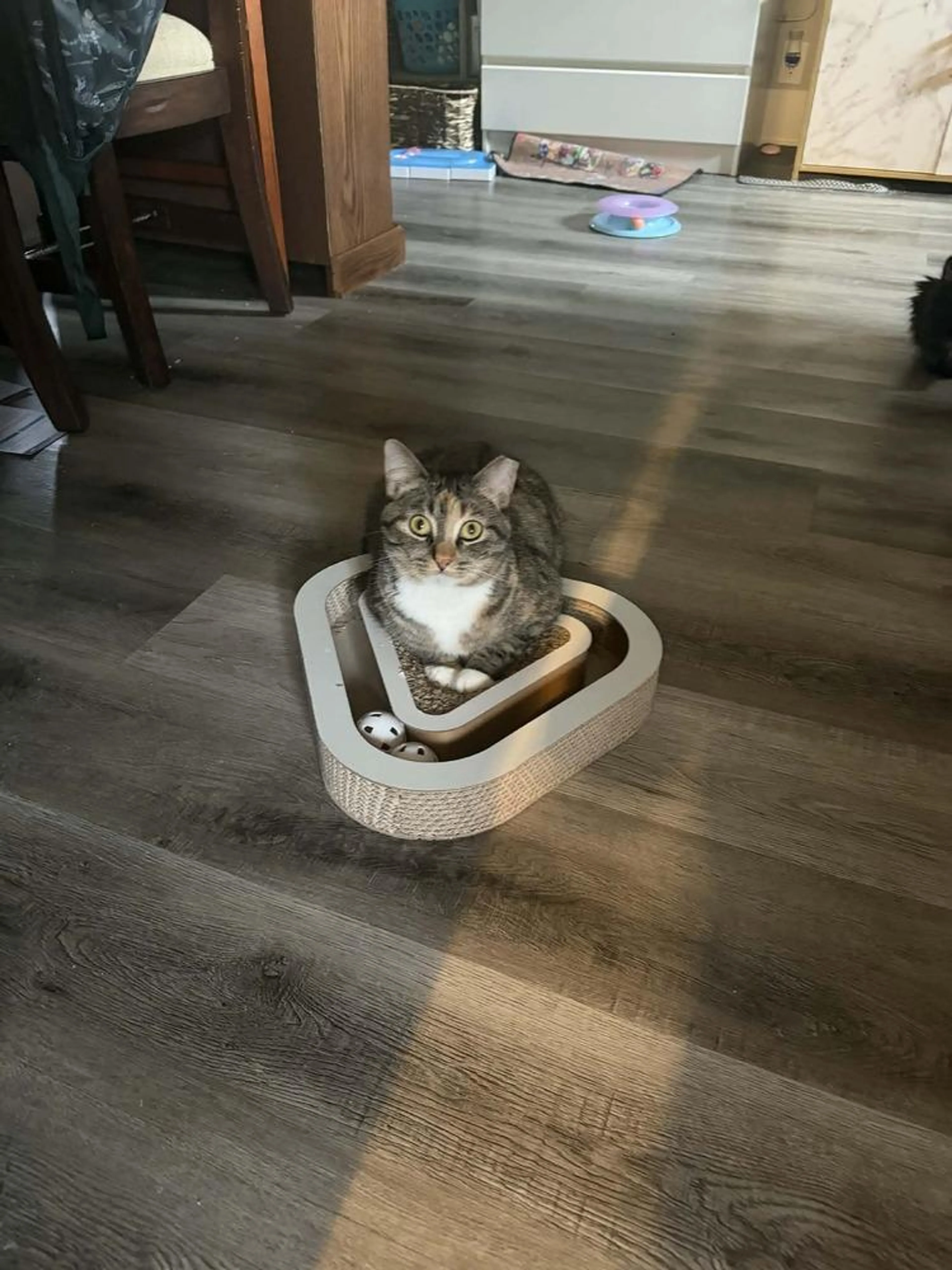 Found pet-1
