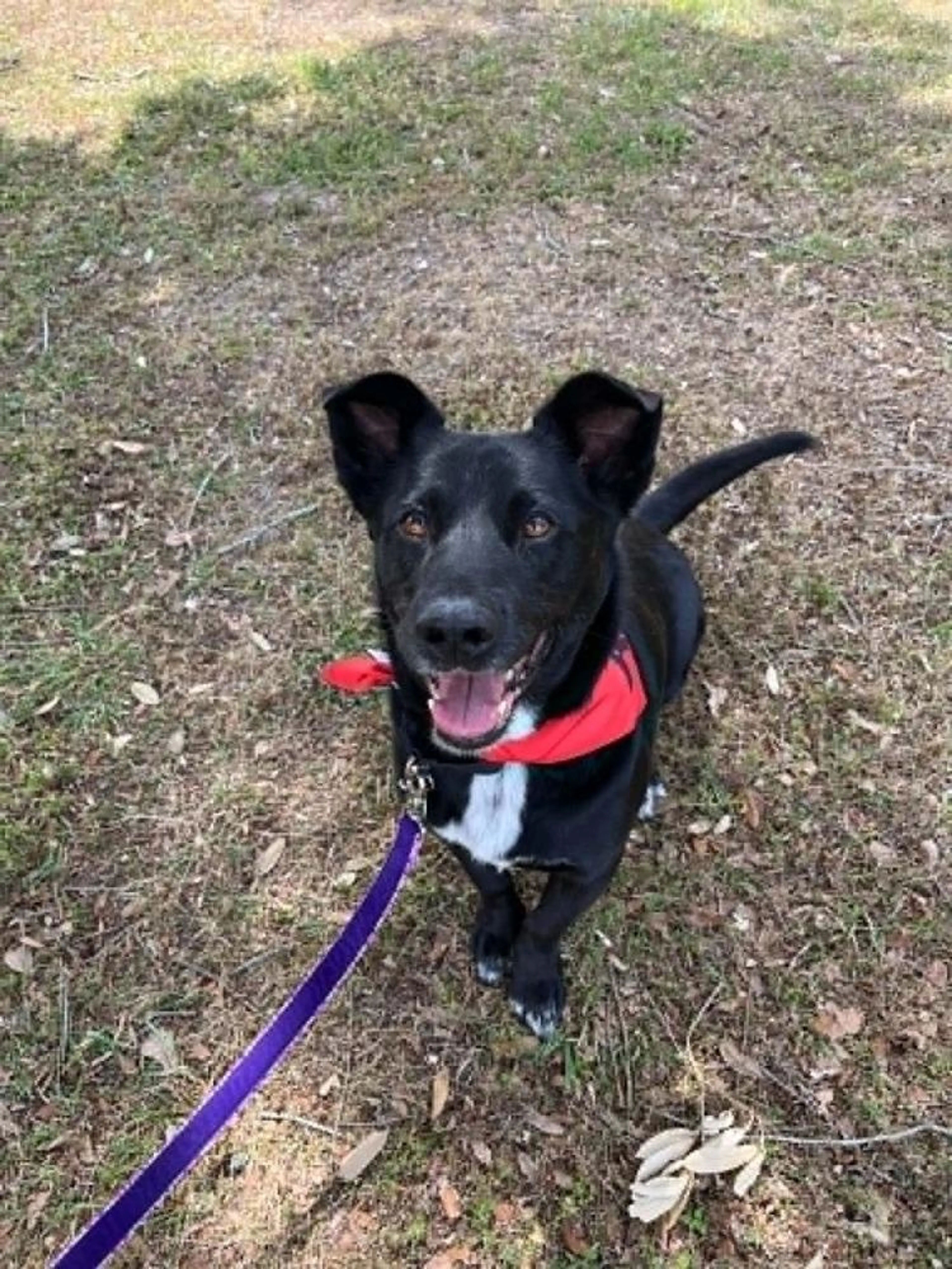 Found pet-4