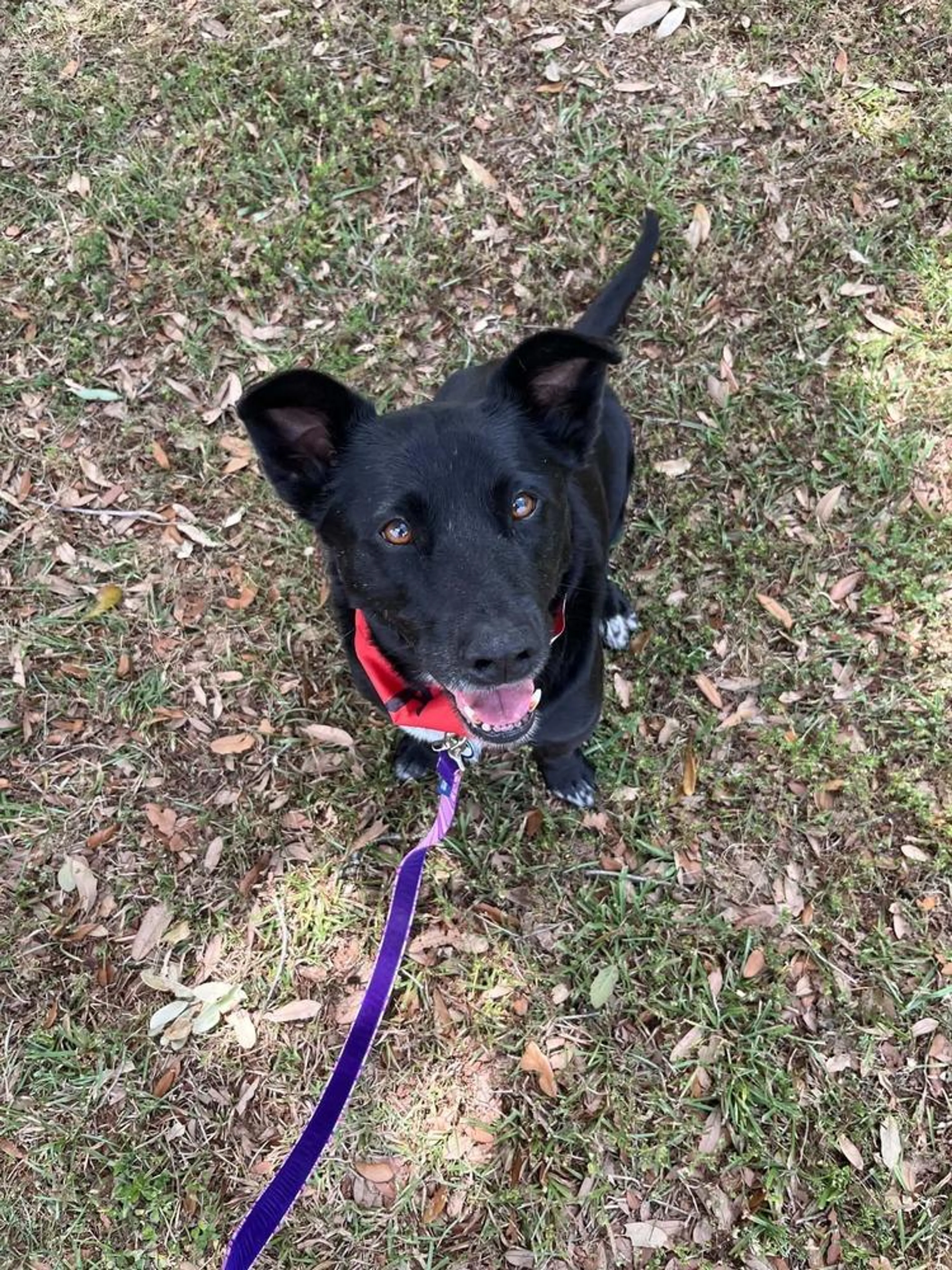 Found pet-5