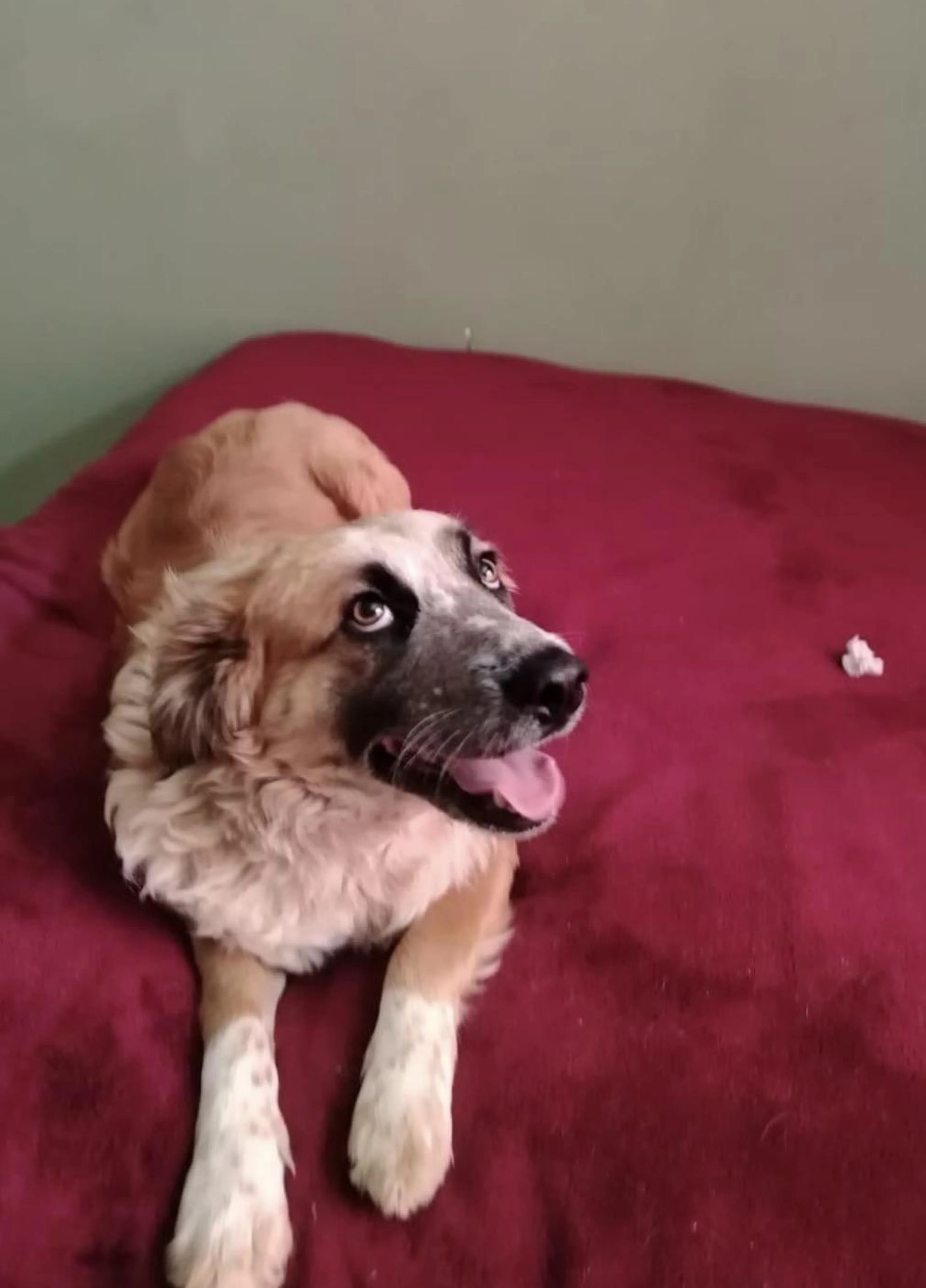 Found pet-3