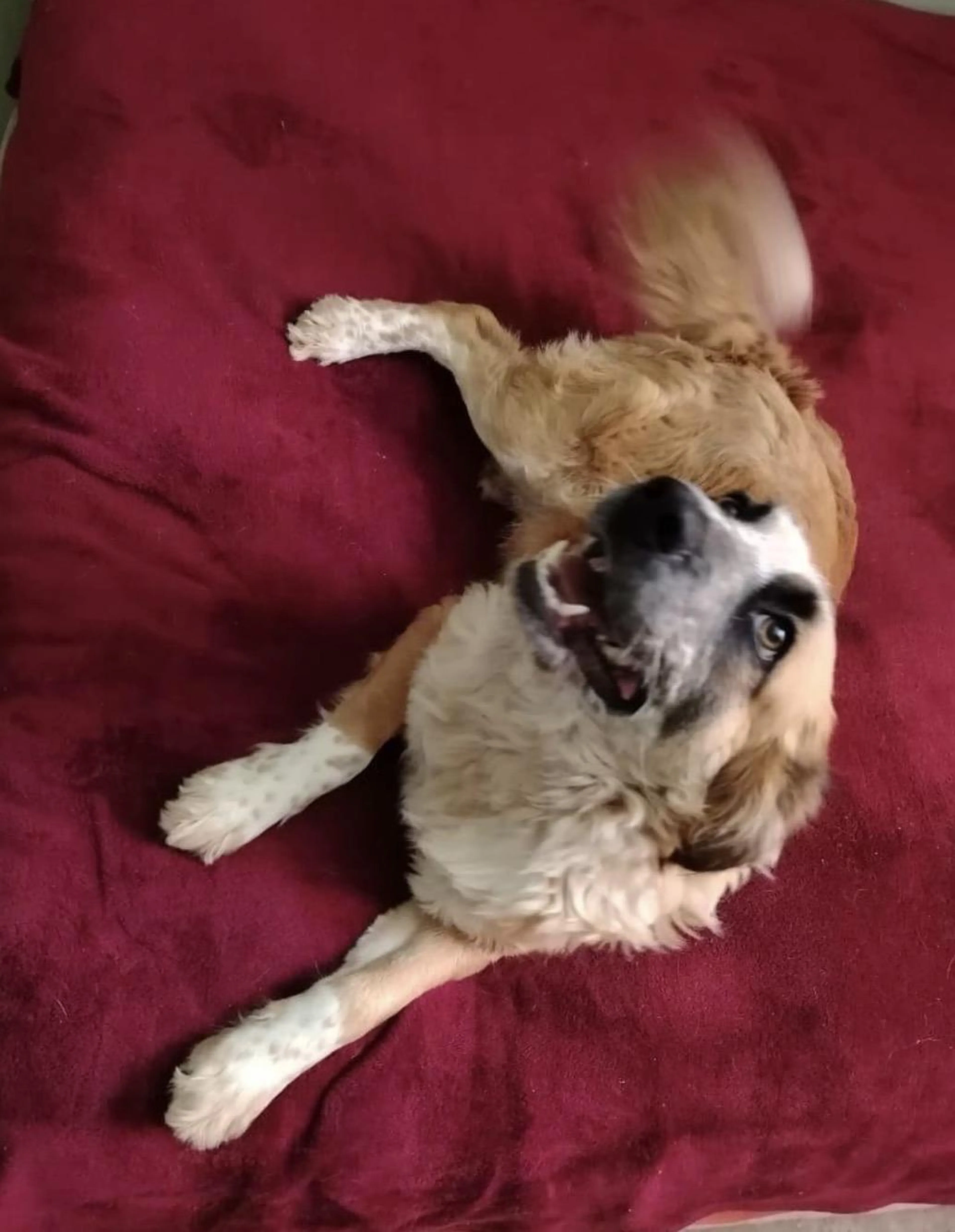 Found pet-0