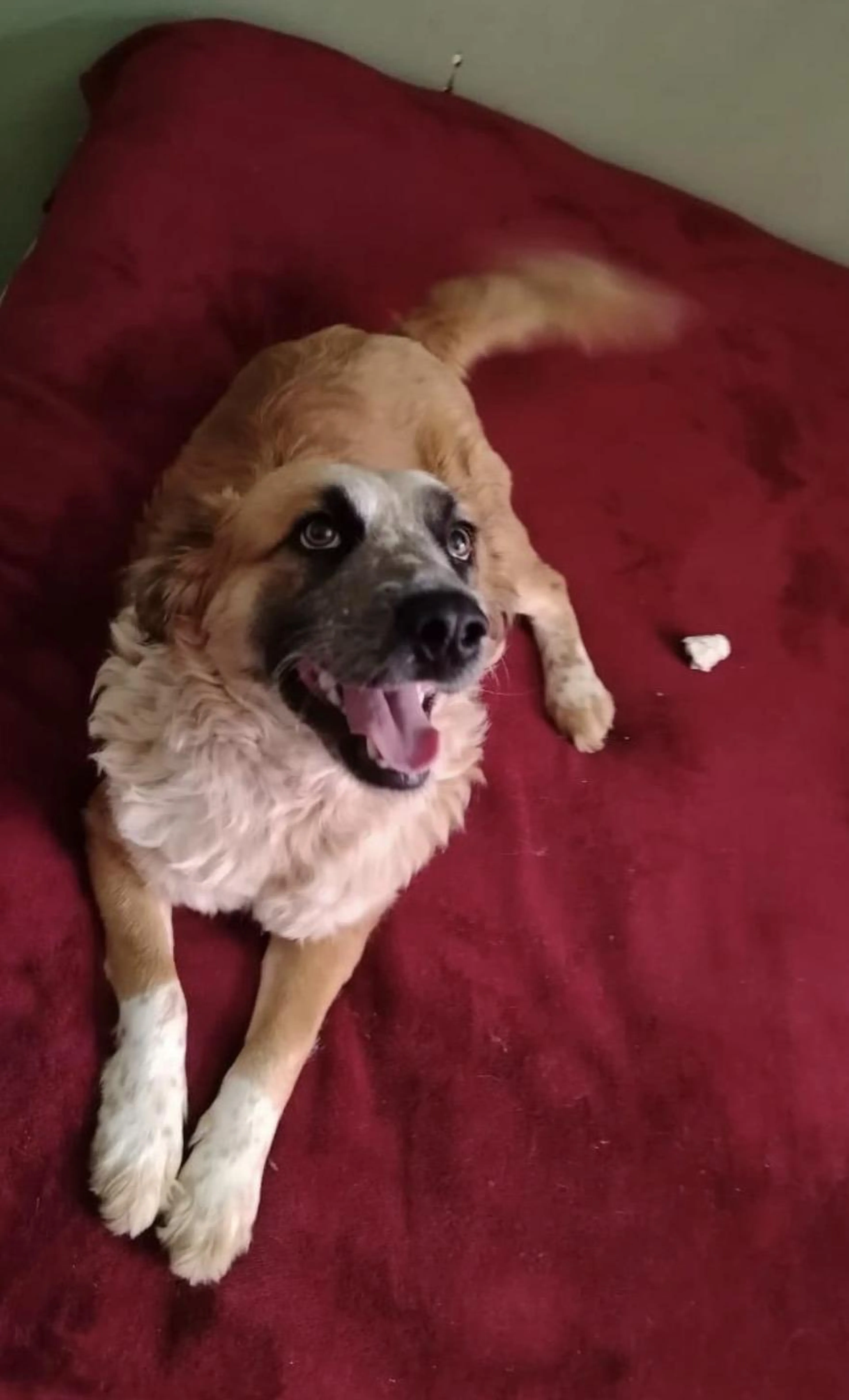 Found pet-1