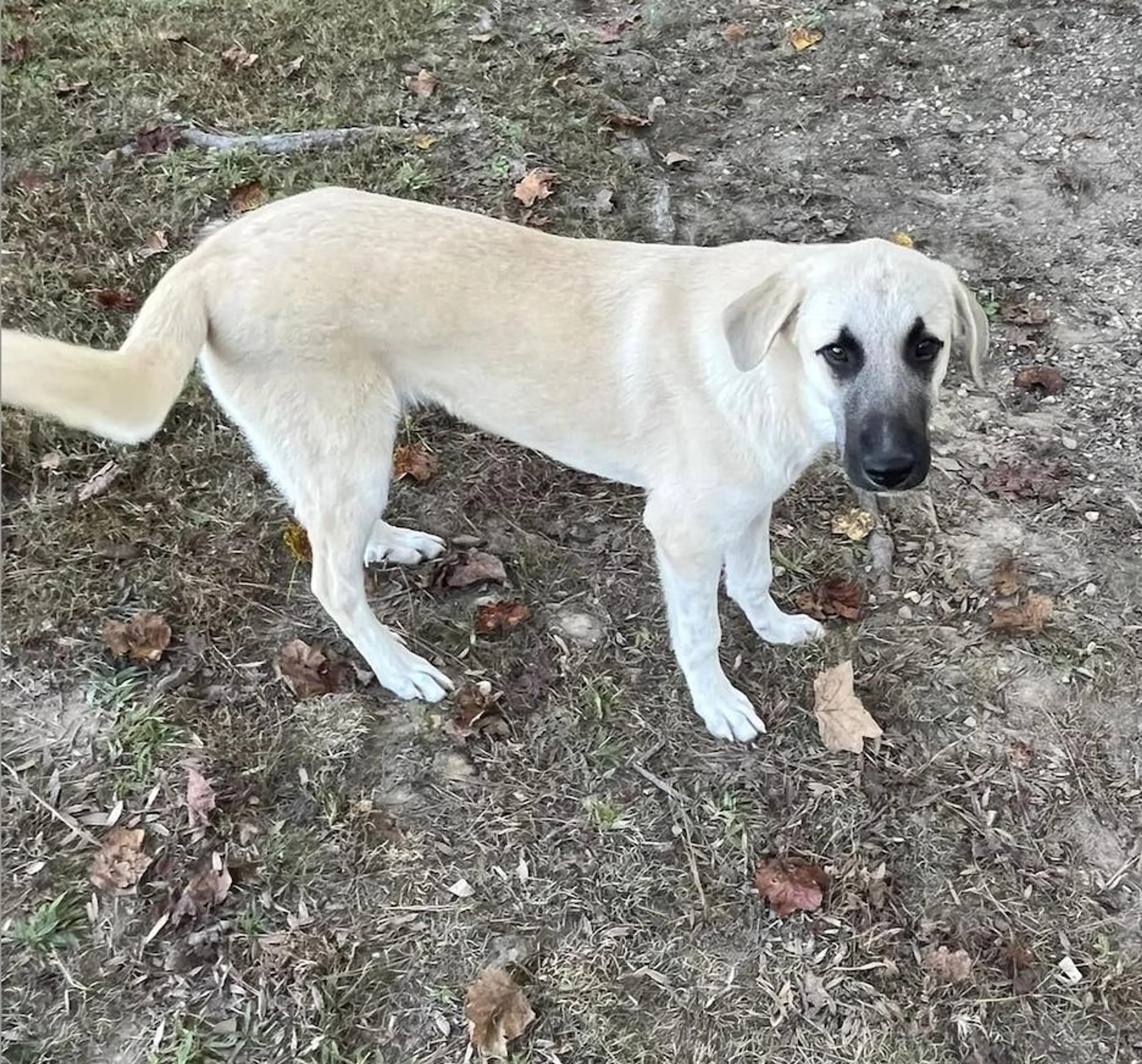 Found pet-1