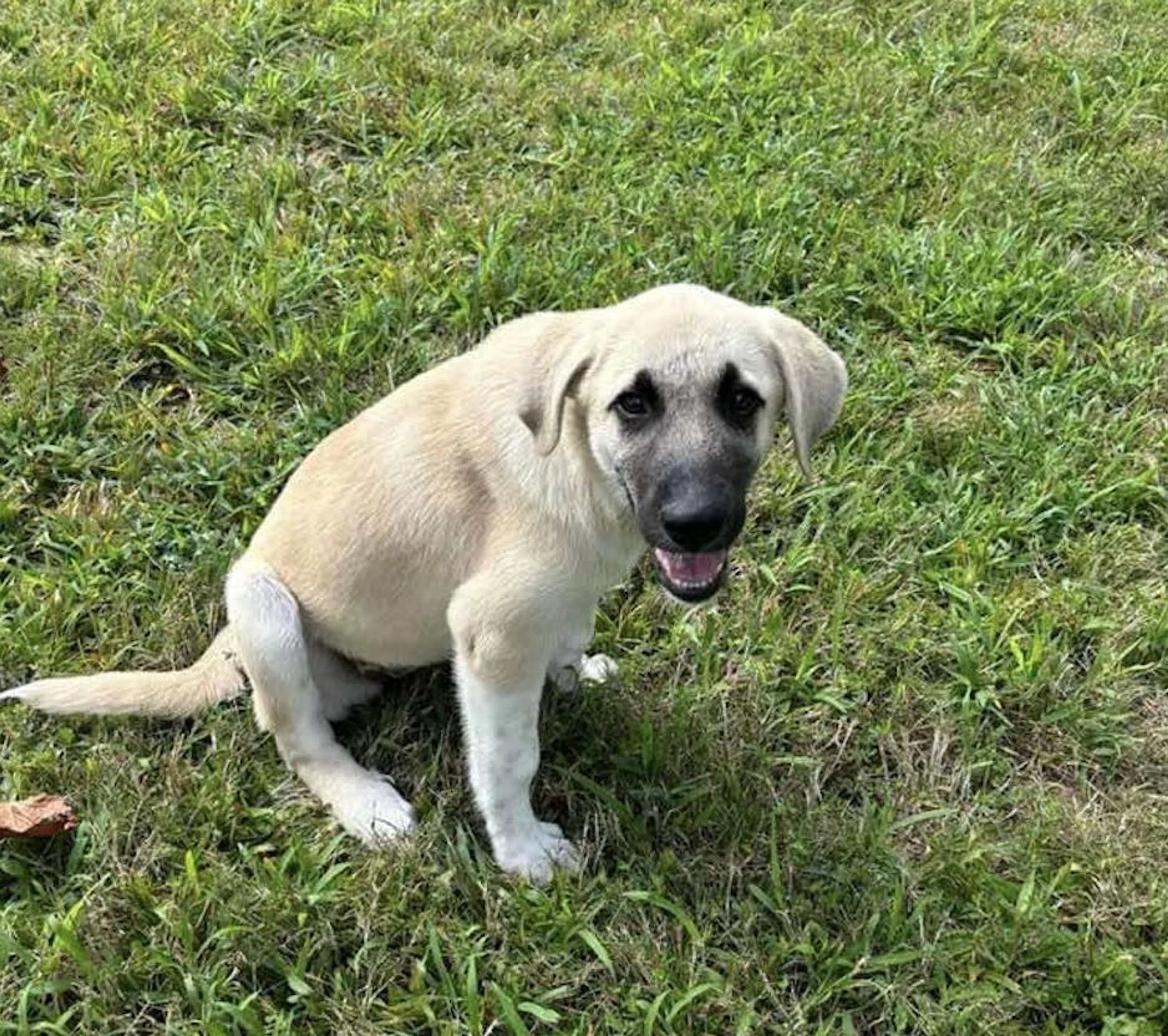 Found pet-3