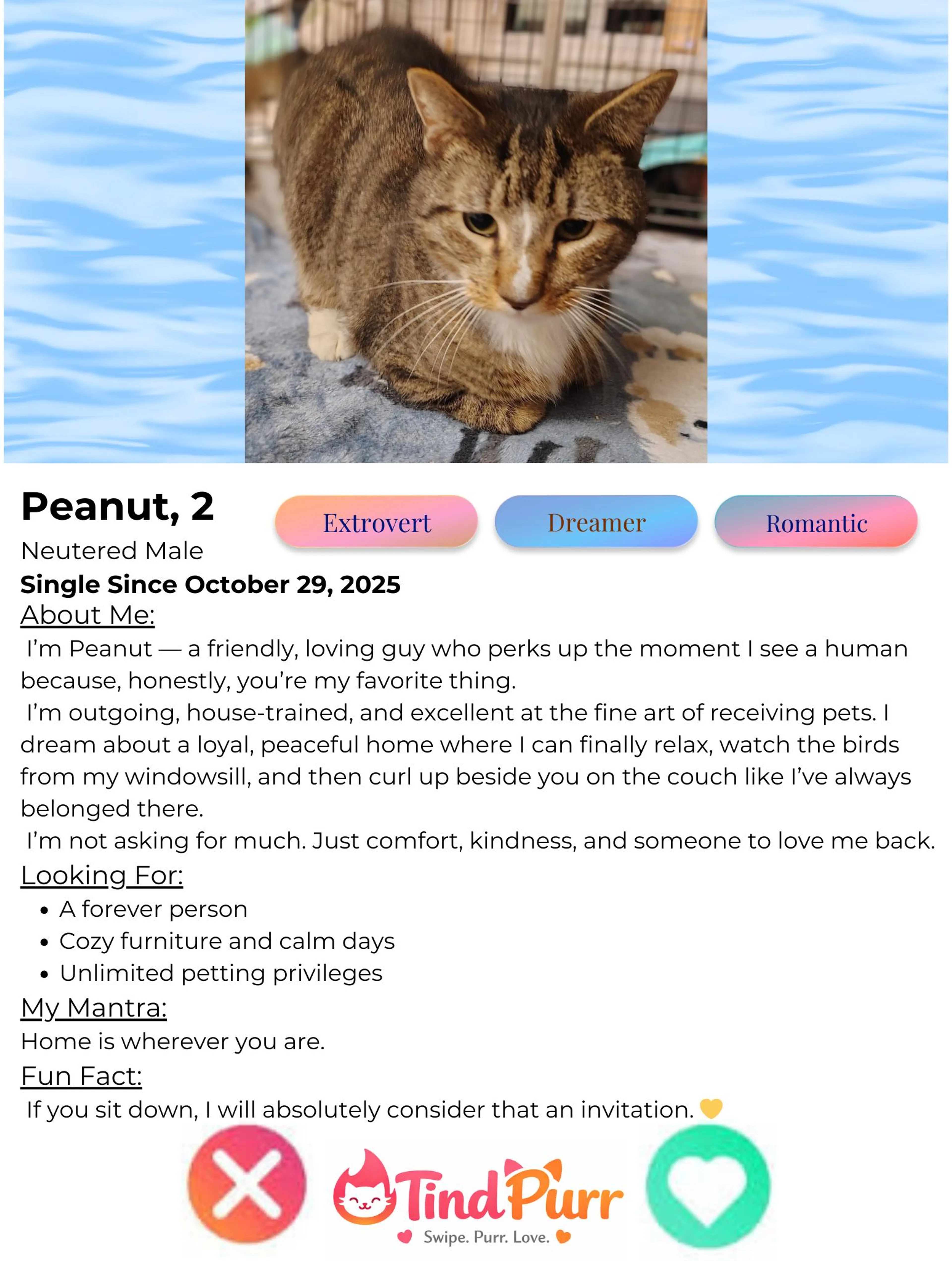Found pet-1