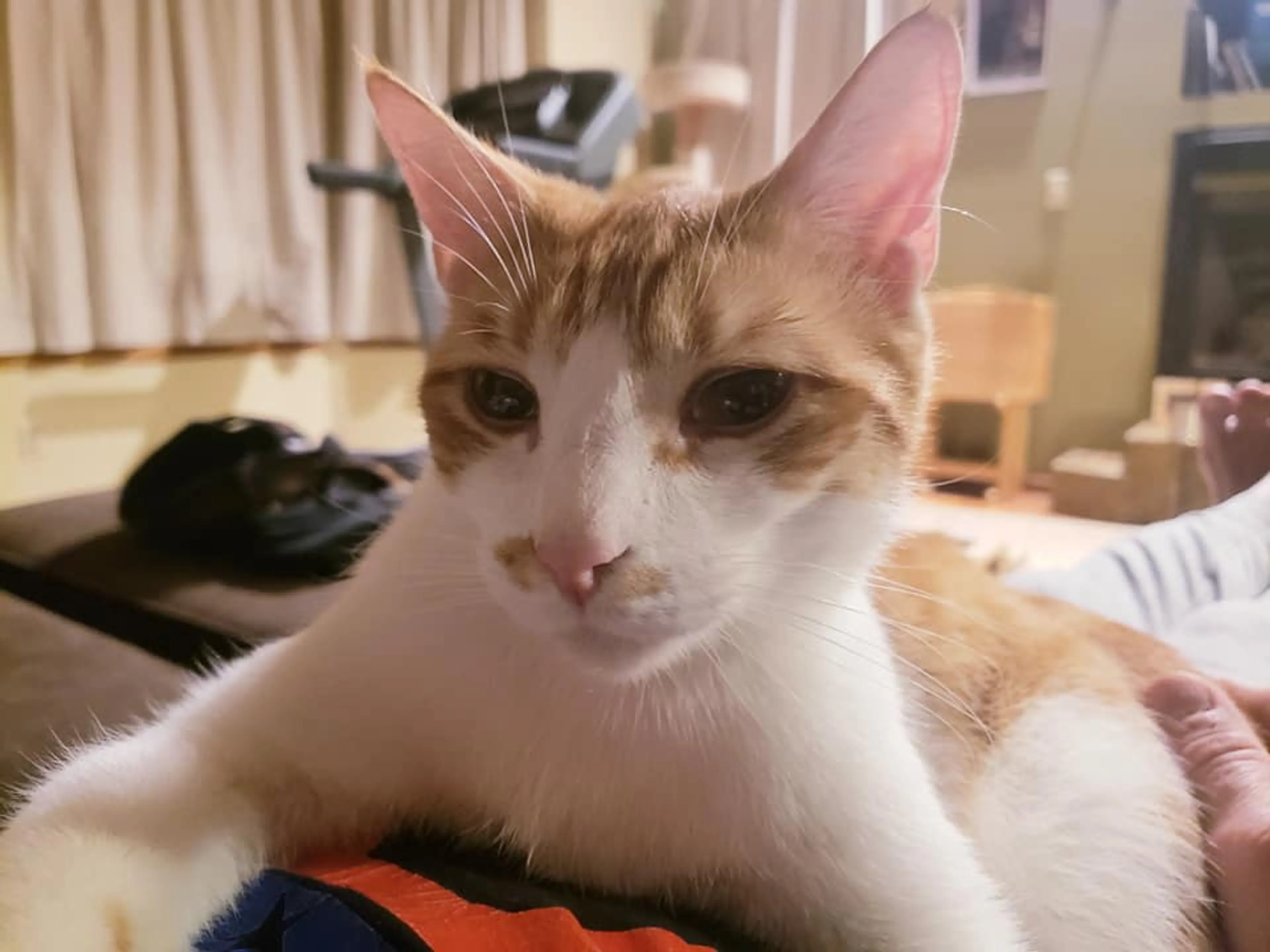 Found pet-1