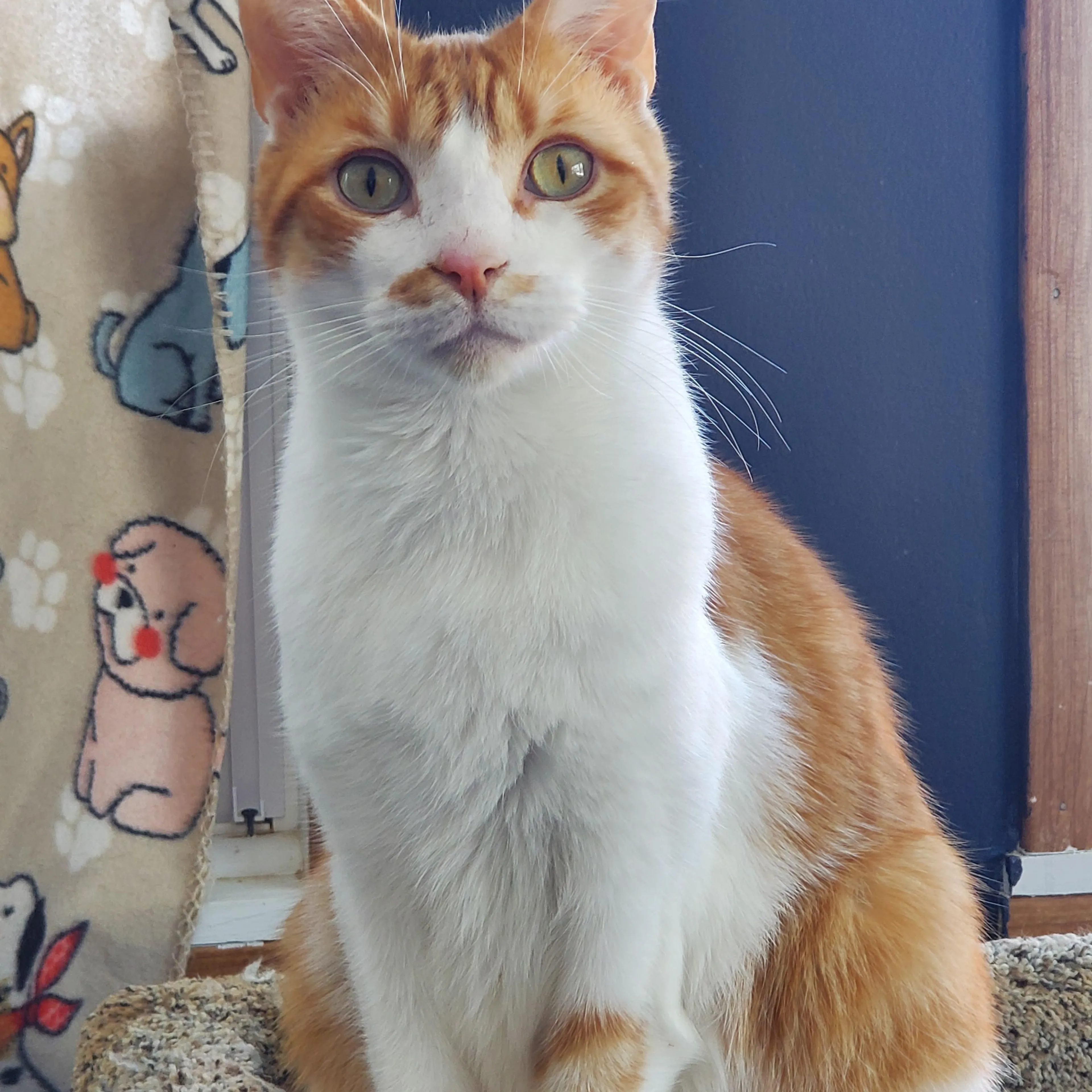 Found pet-2