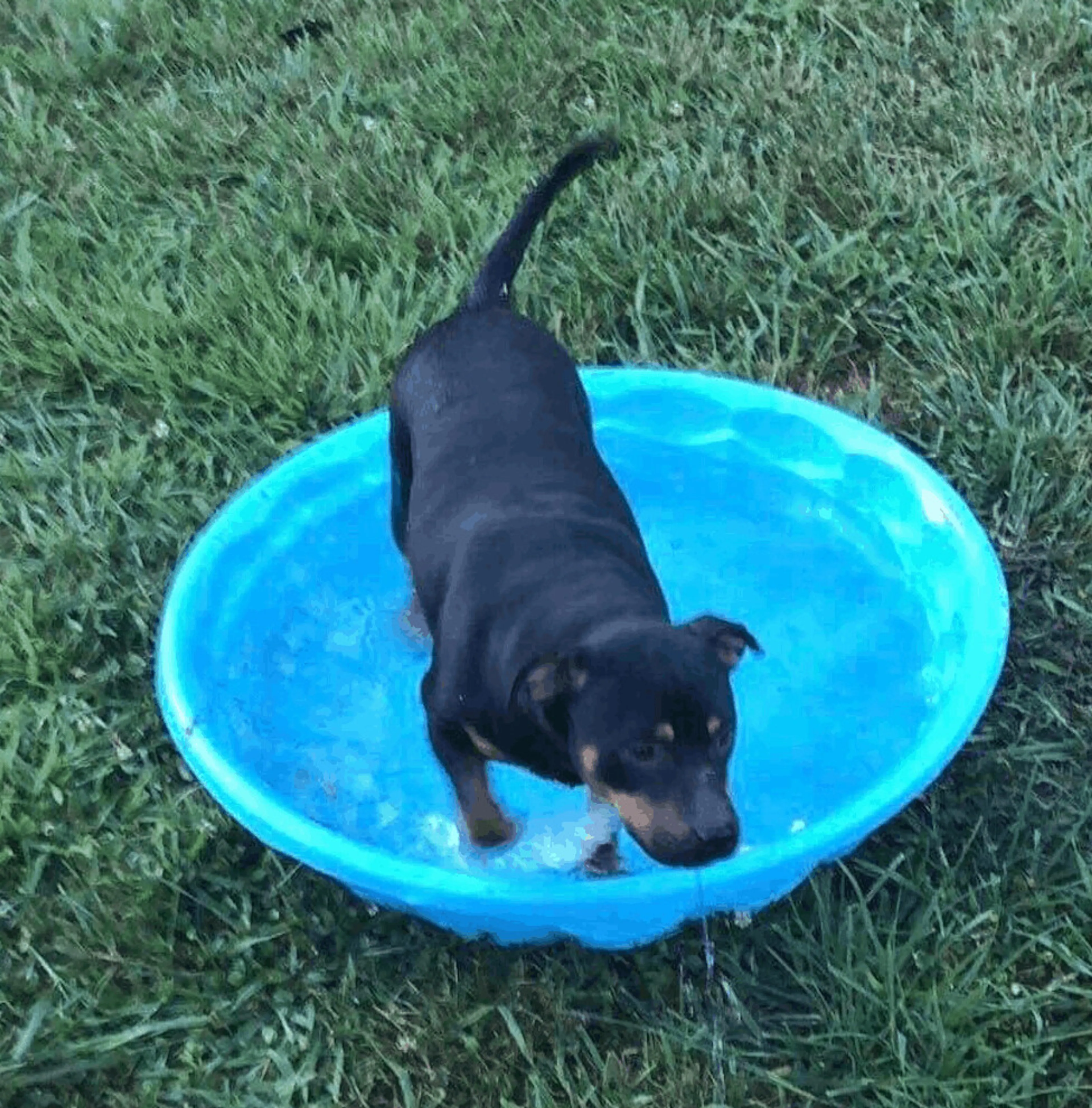 Found pet-2