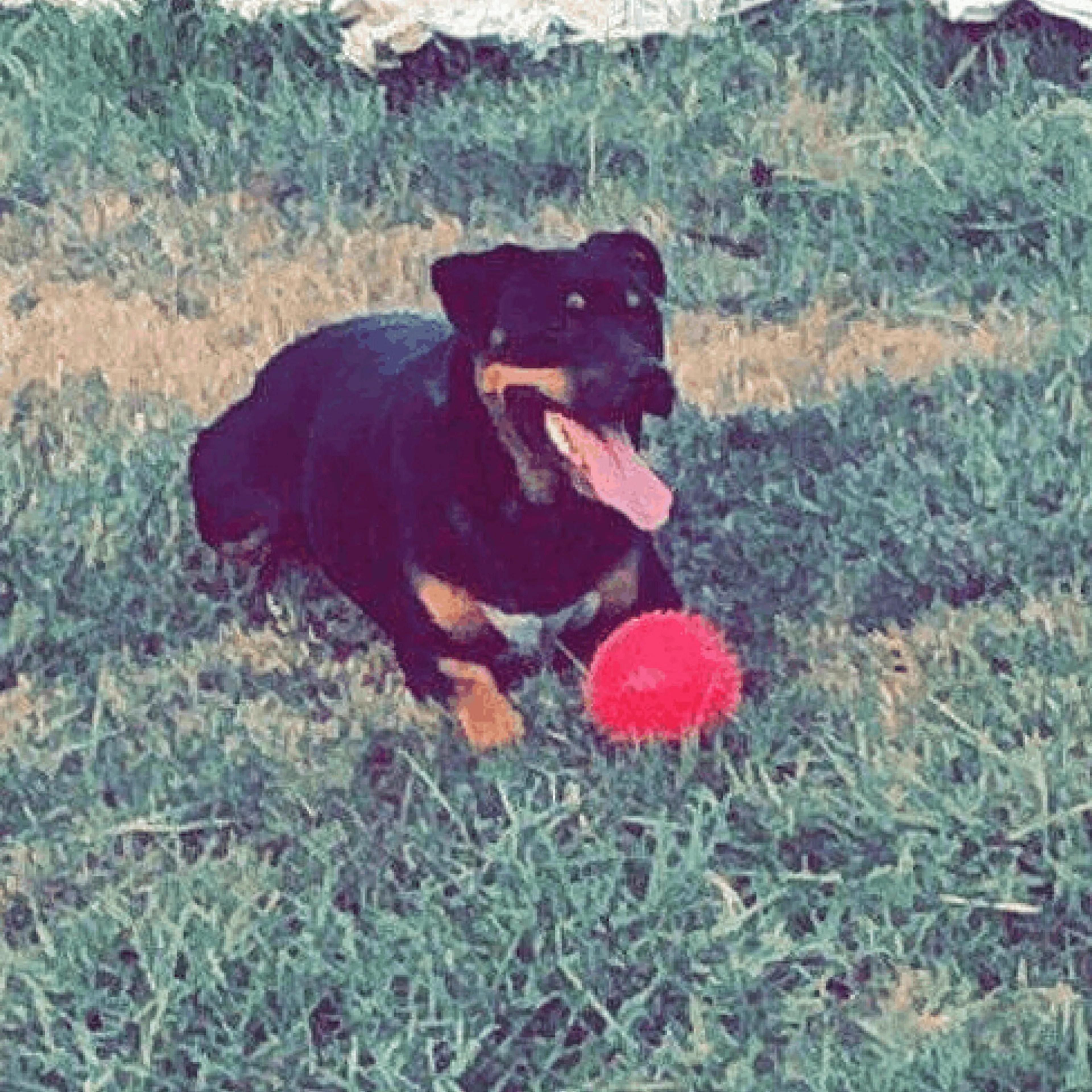 Found pet-0