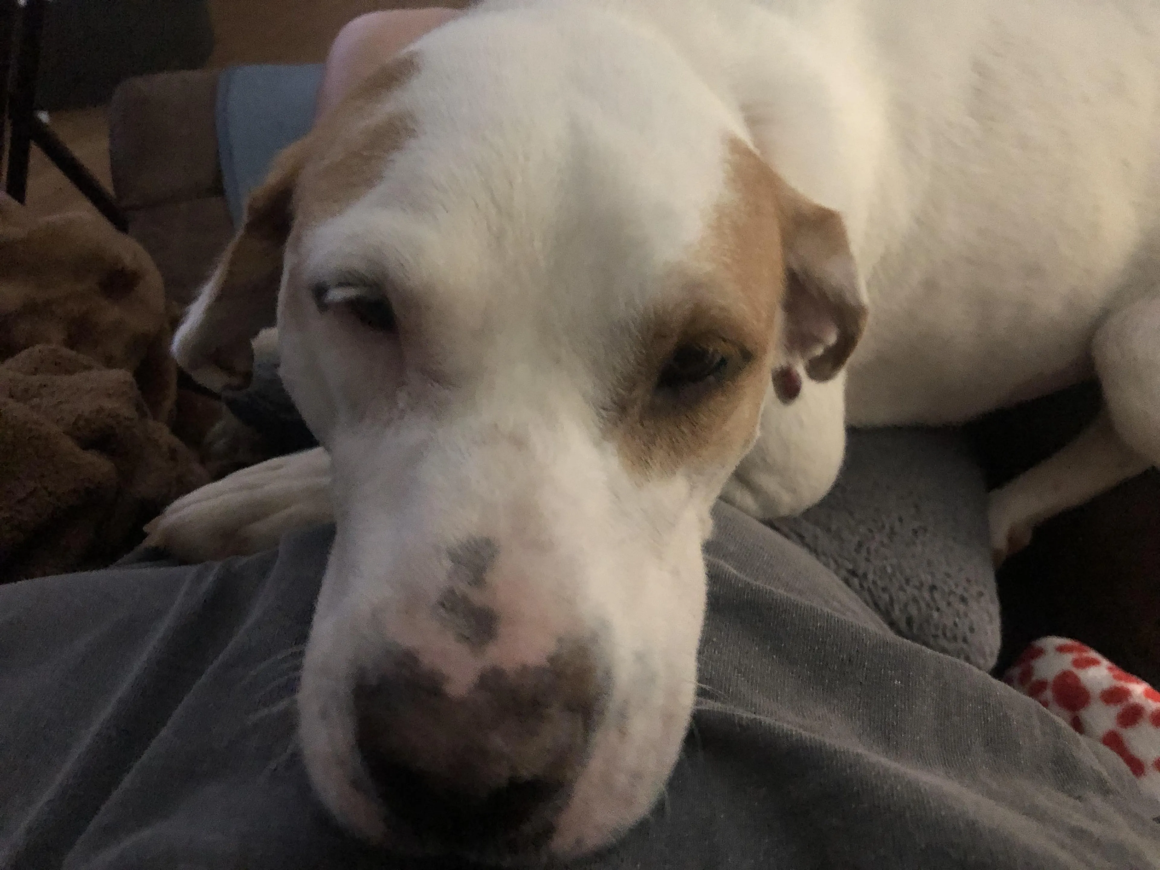 Found pet-1