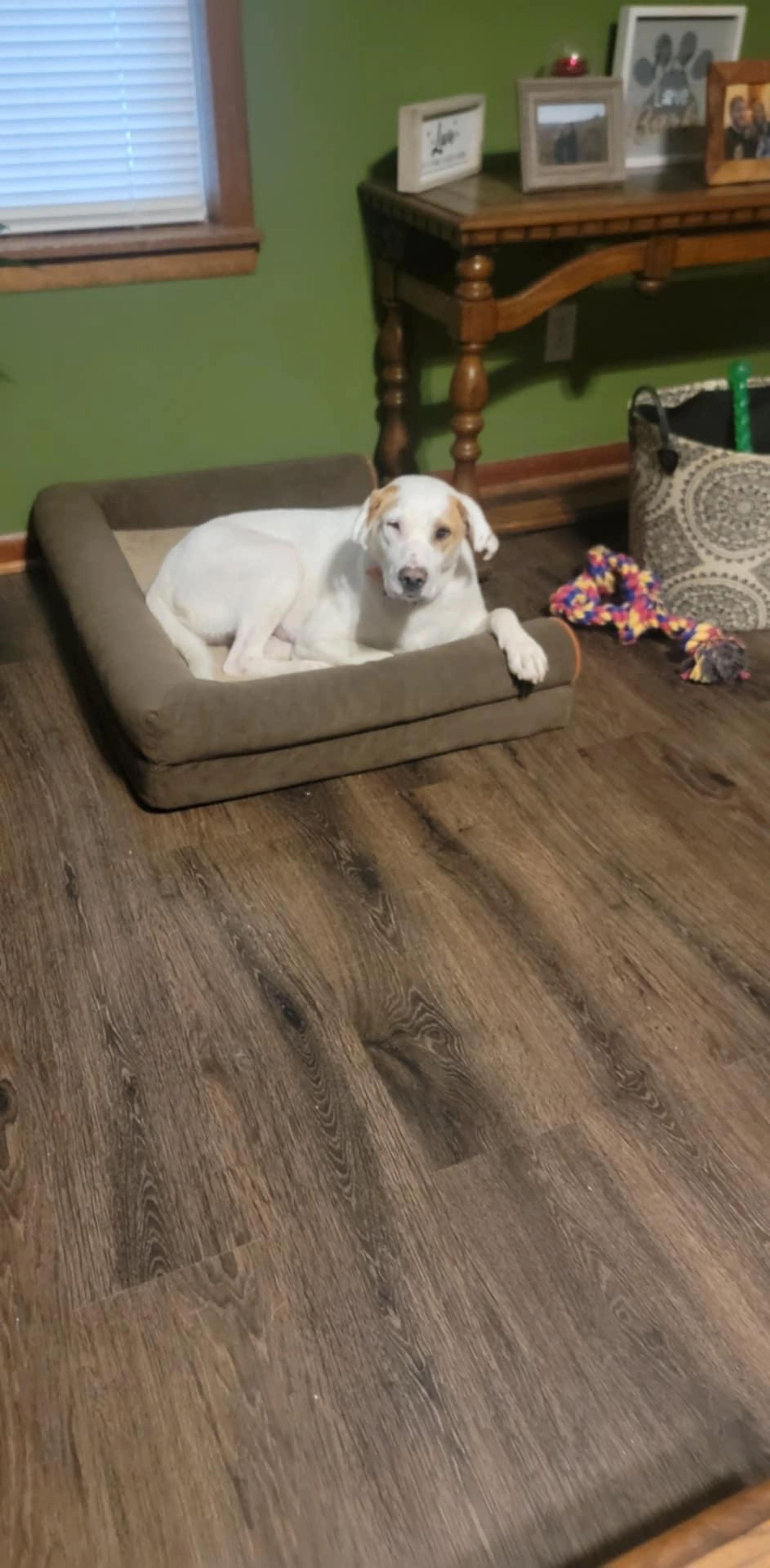 Found pet-0