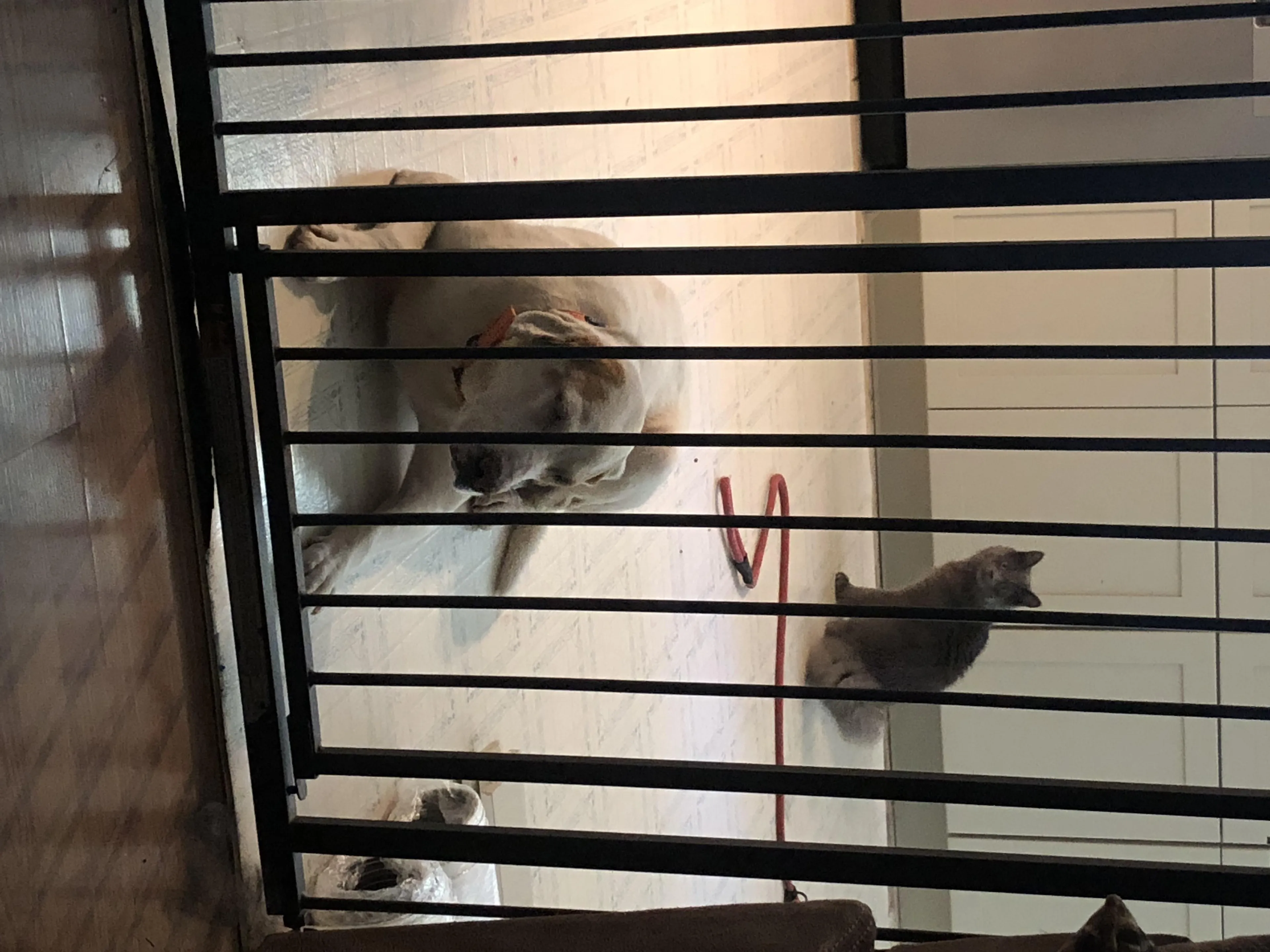 Found pet-3