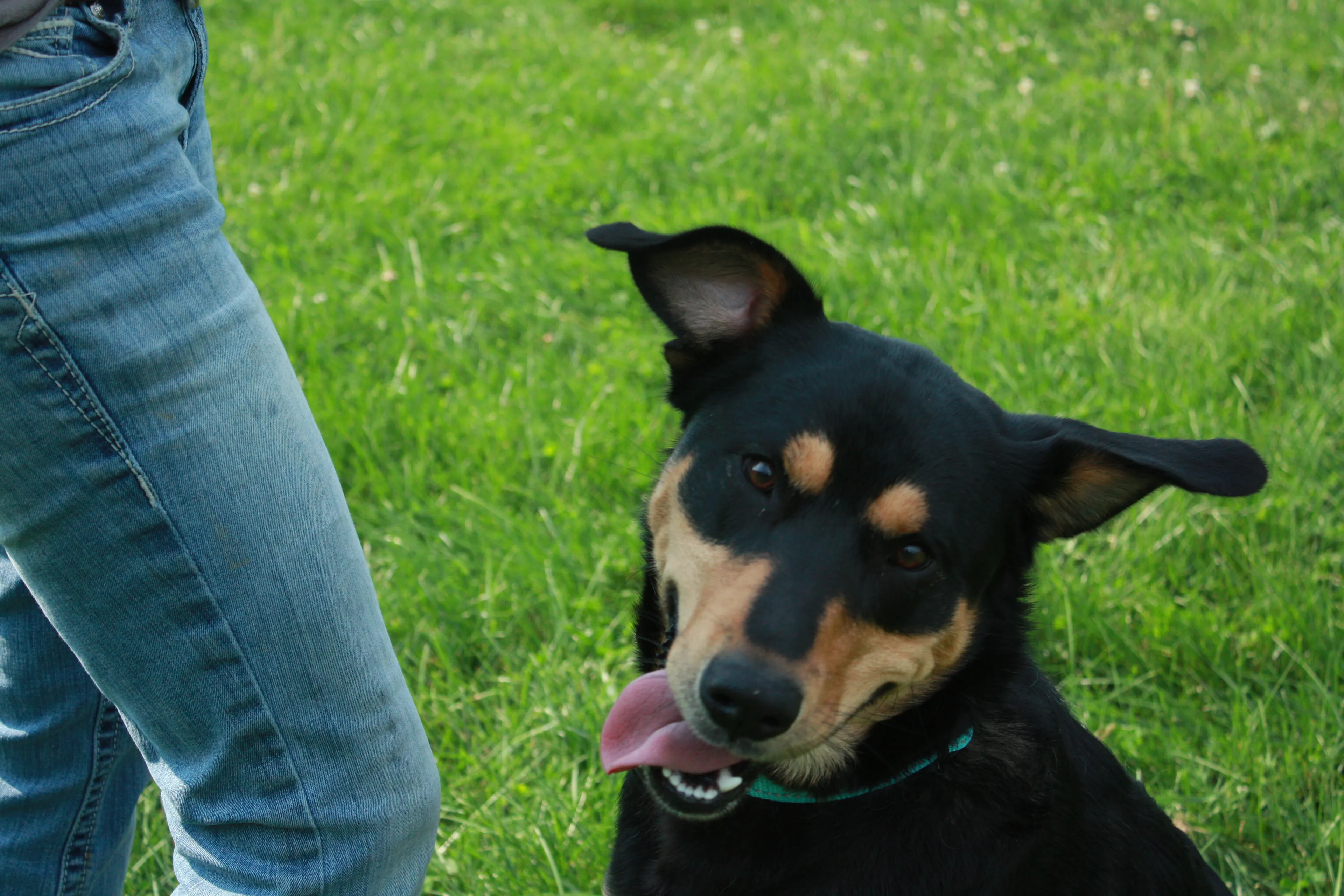 Found pet-3