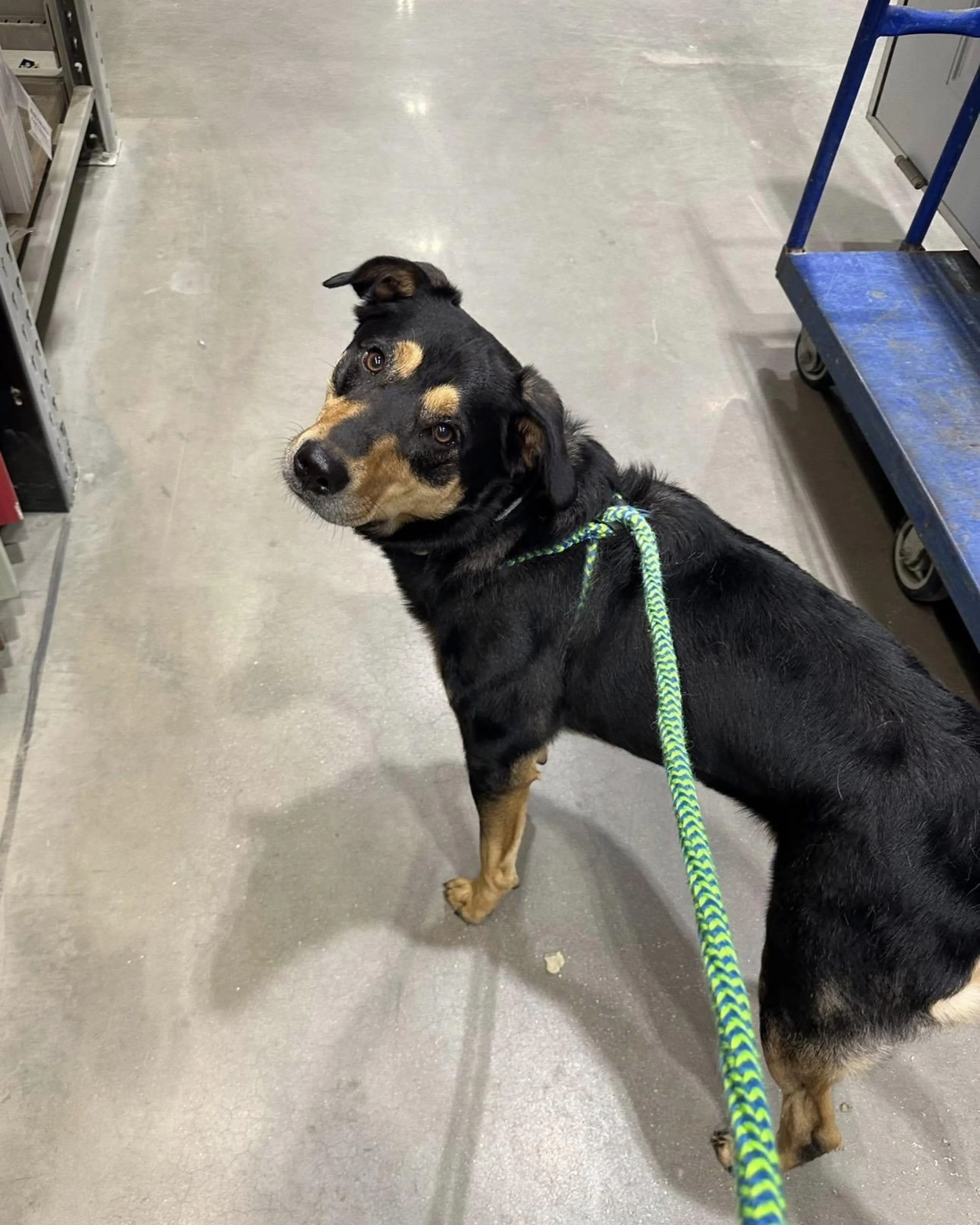 Found pet-1