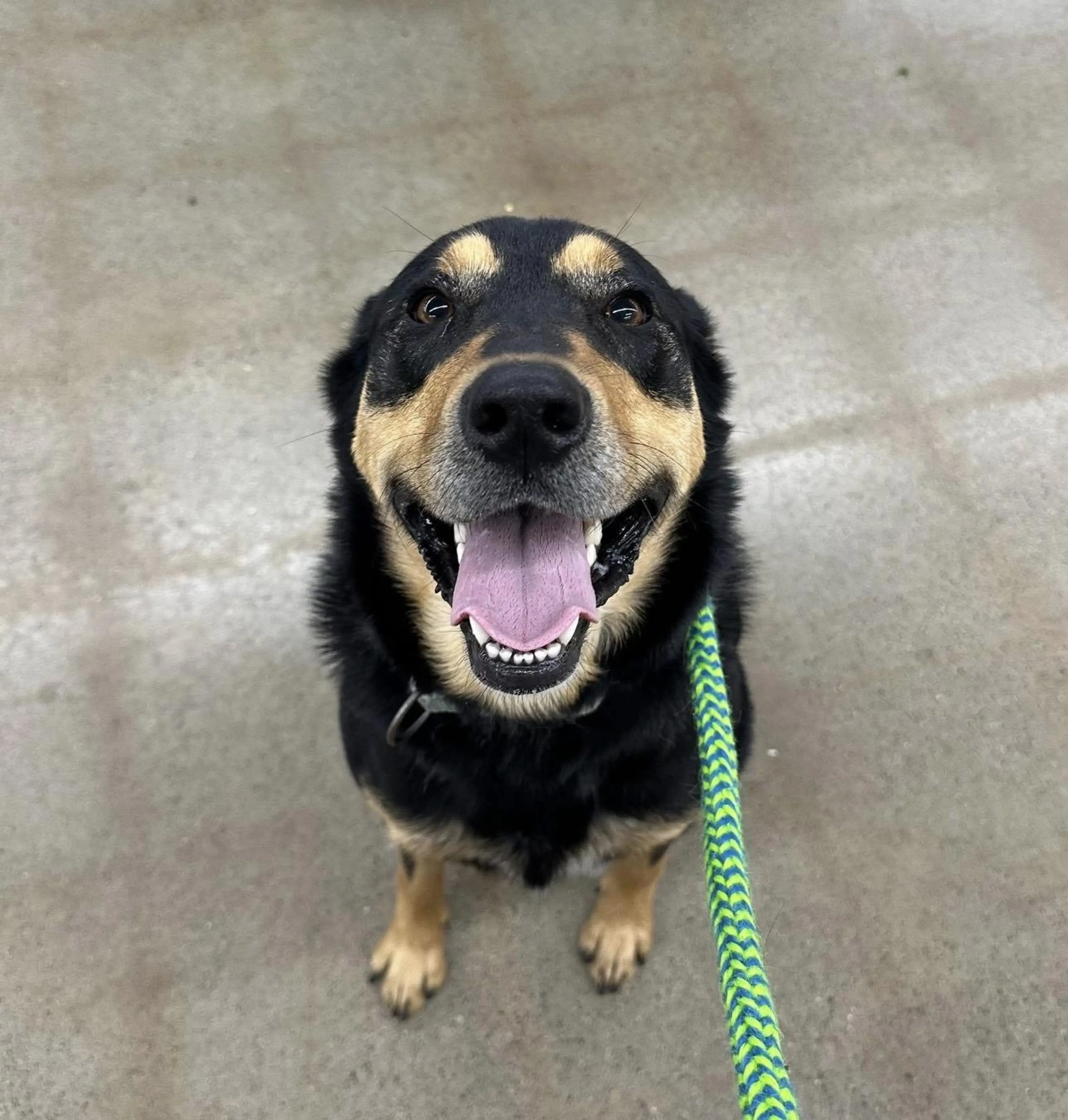 Found pet-4